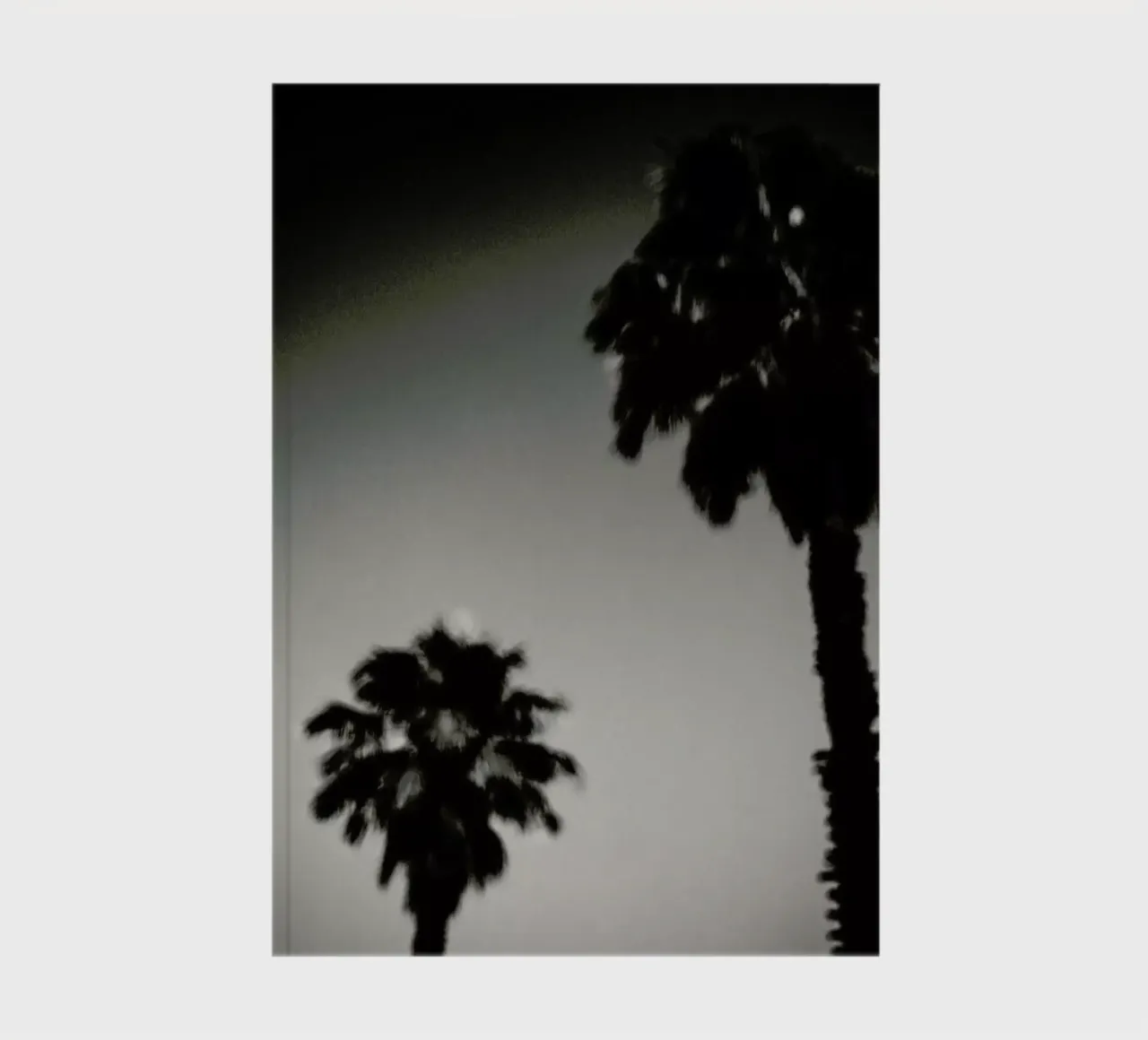 Why are palm trees so damn happy? notebook by Tal Paz-Fridman