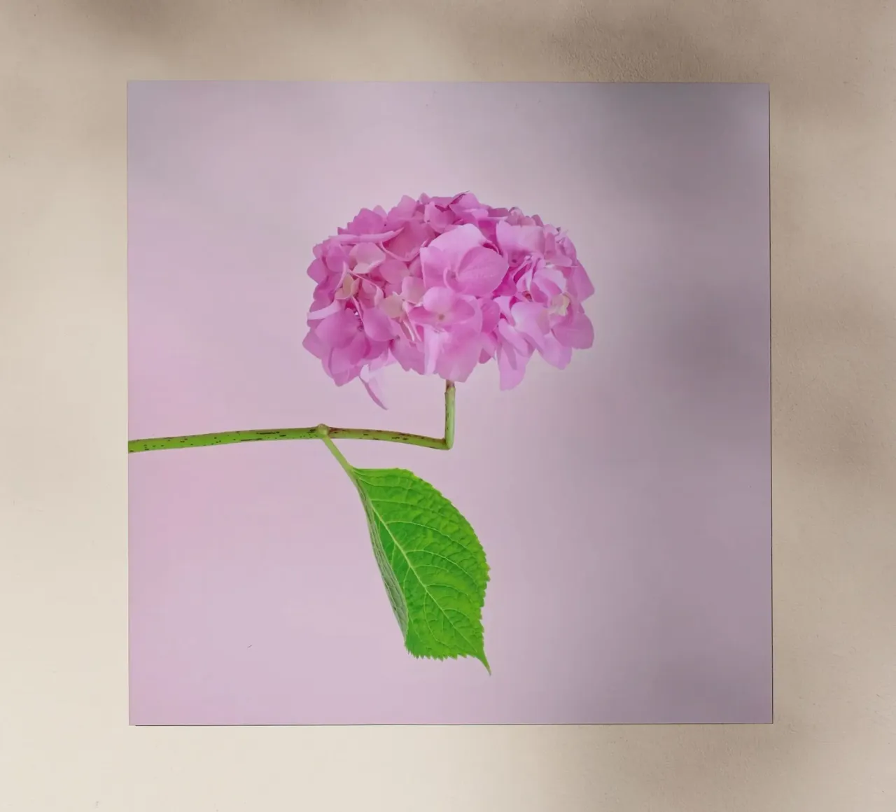 Adaptable pellicola backlit da Juj Winn