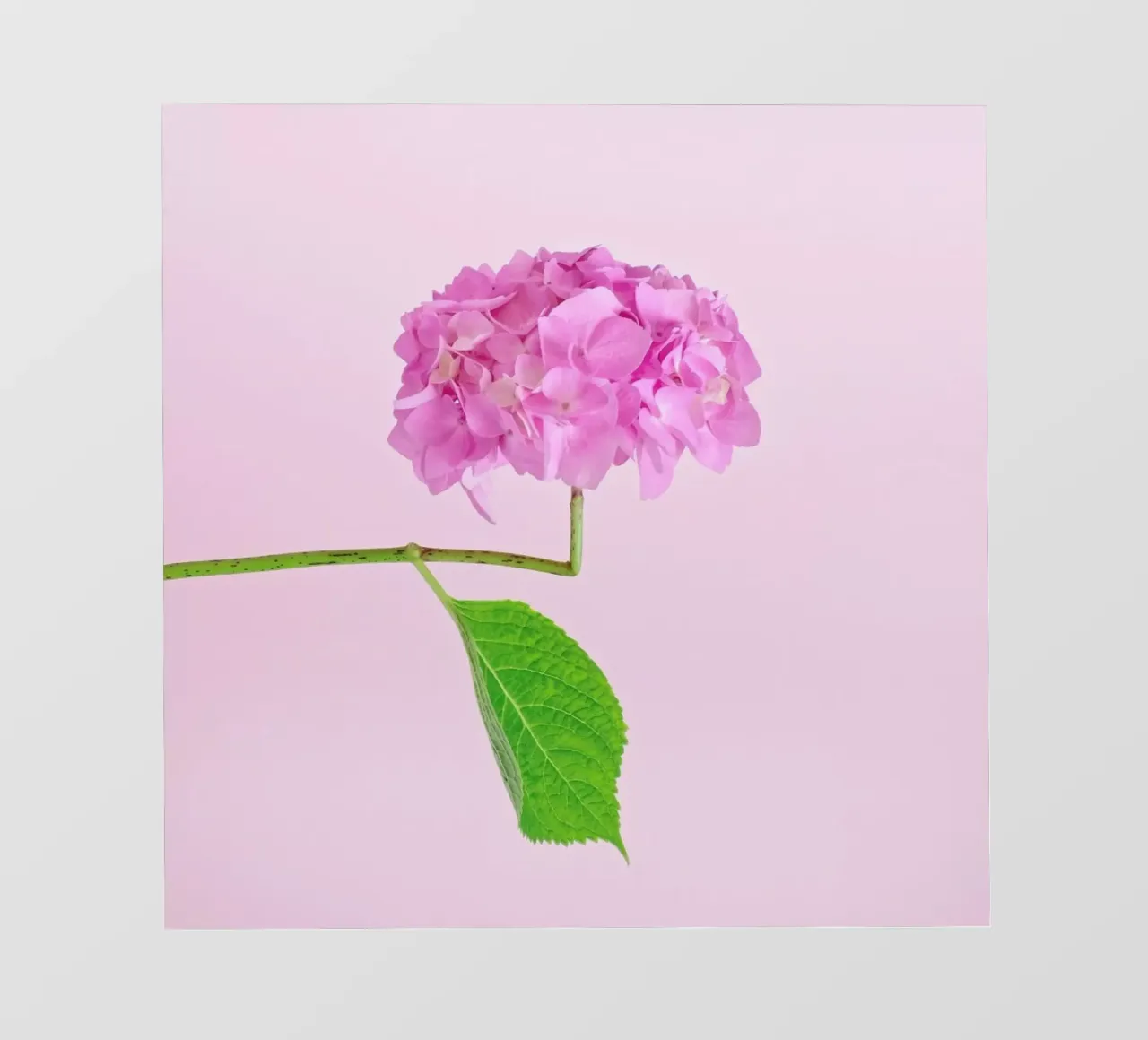 Adaptable pellicola backlit da Juj Winn