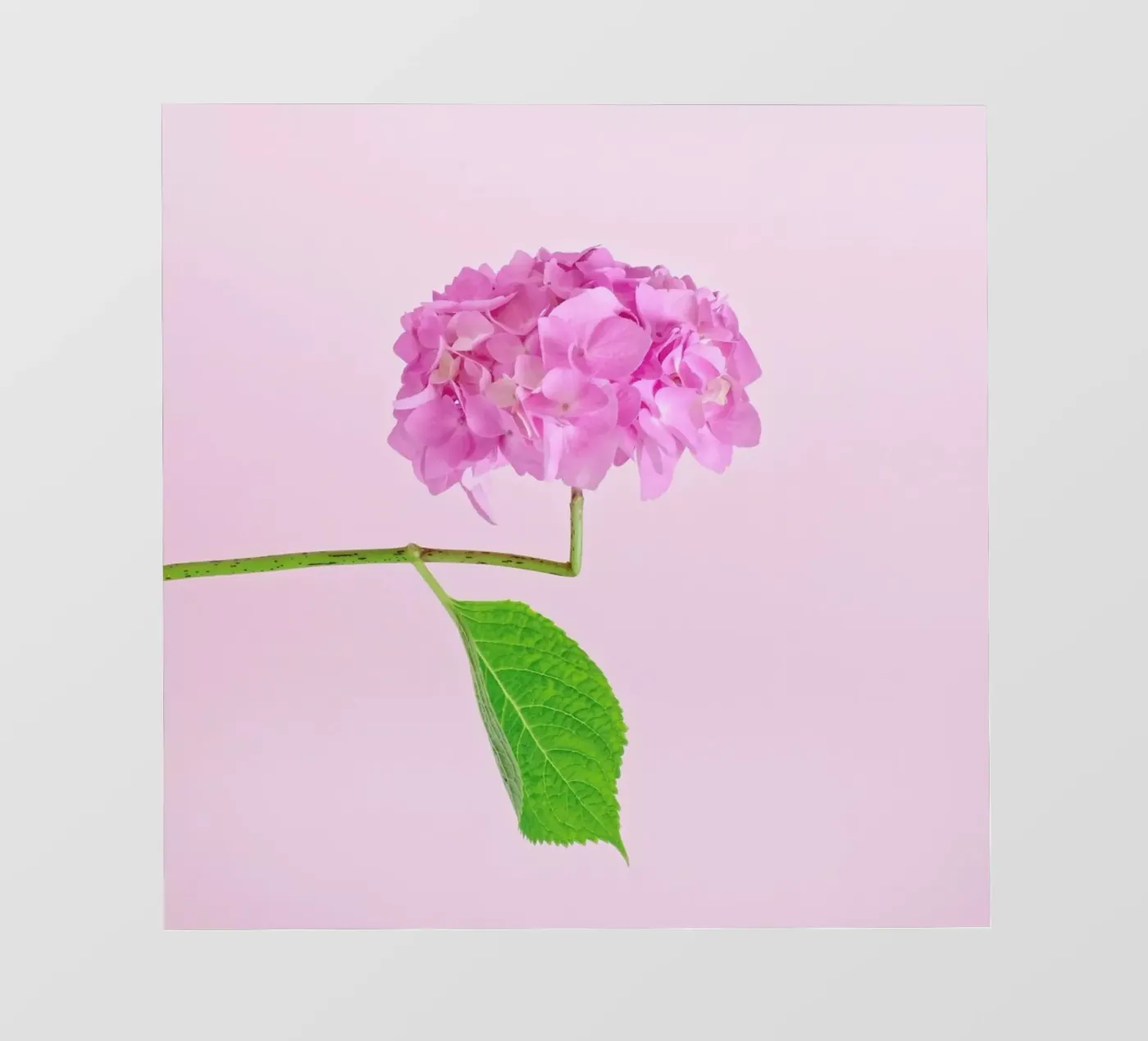 Adaptable backlit folie van Juj Winn