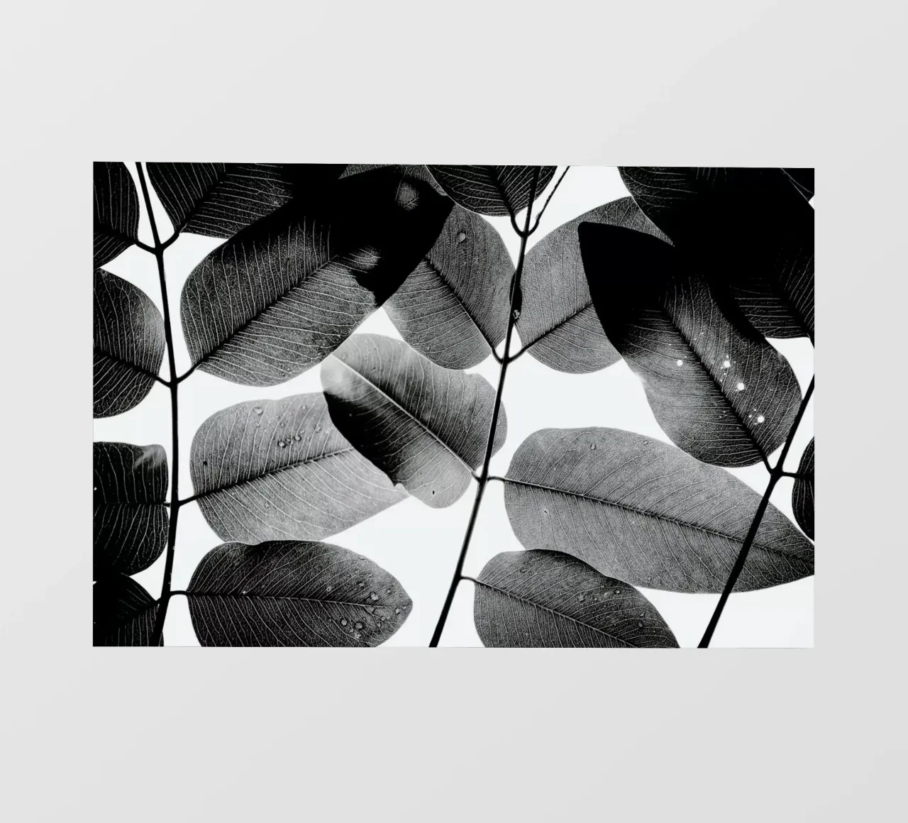 Experiments with Leaves 1 pellicola backlit da Tal Paz-Fridman