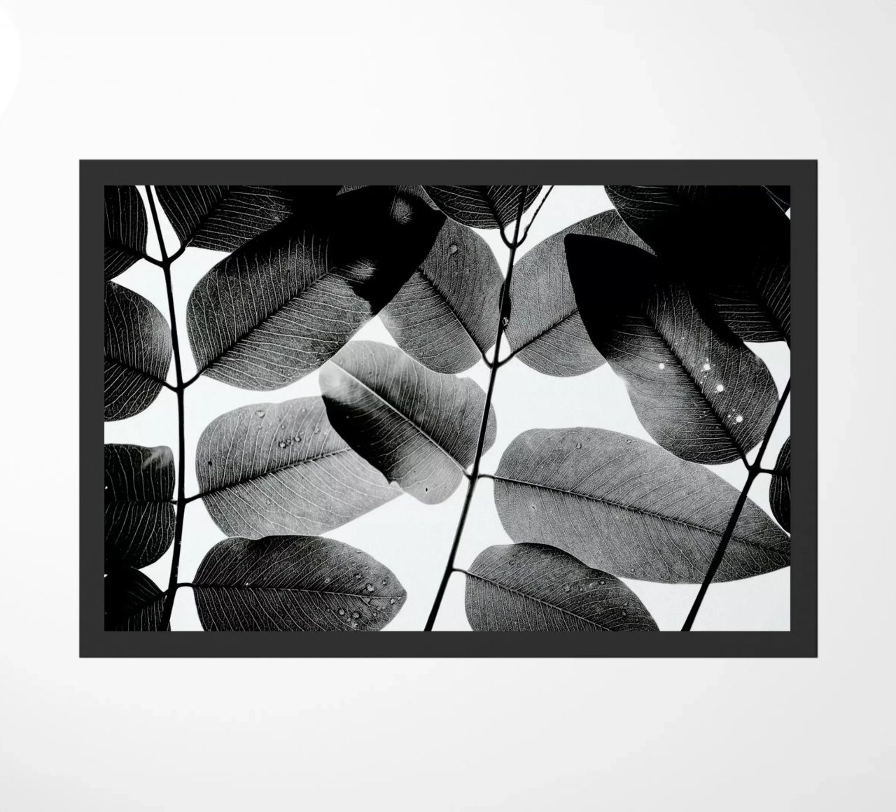 Experiments with Leaves 1 zerbino da Tal Paz-Fridman