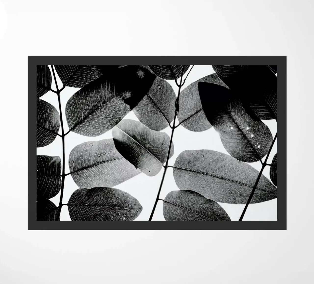 Experiments with Leaves 1 zerbino da Tal Paz-Fridman