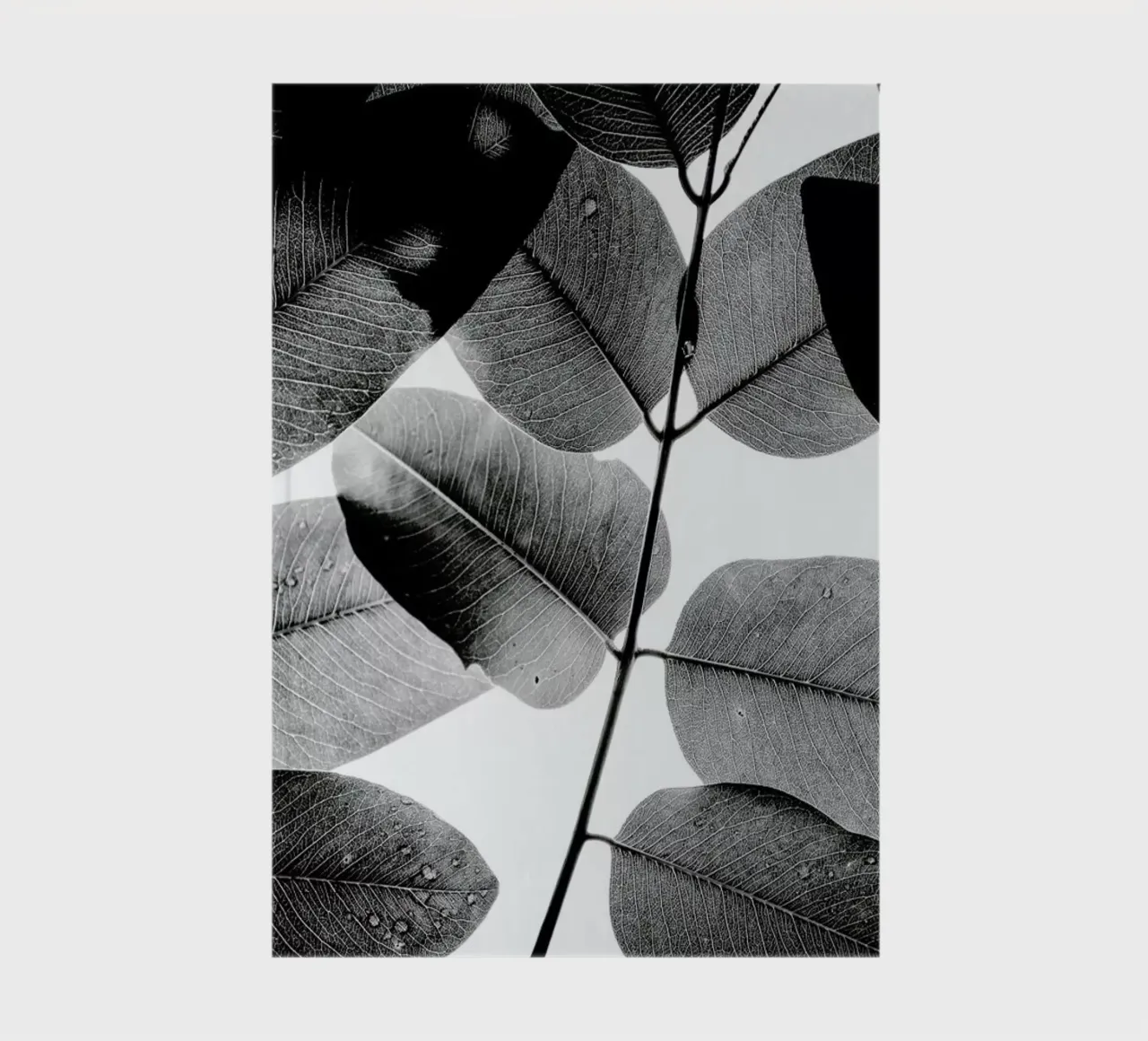 Experiments with Leaves 1 carnet de notes de Tal Paz-Fridman