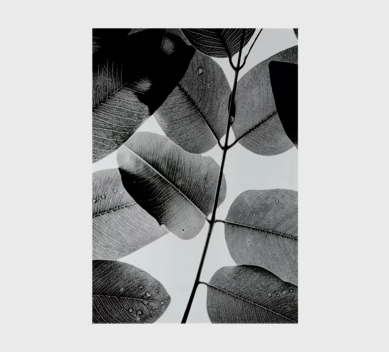 Experiments with Leaves 1 diario da Tal Paz-Fridman