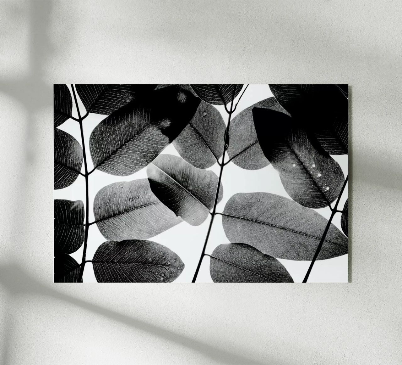 Experiments with Leaves 1 plexiglass da Tal Paz-Fridman