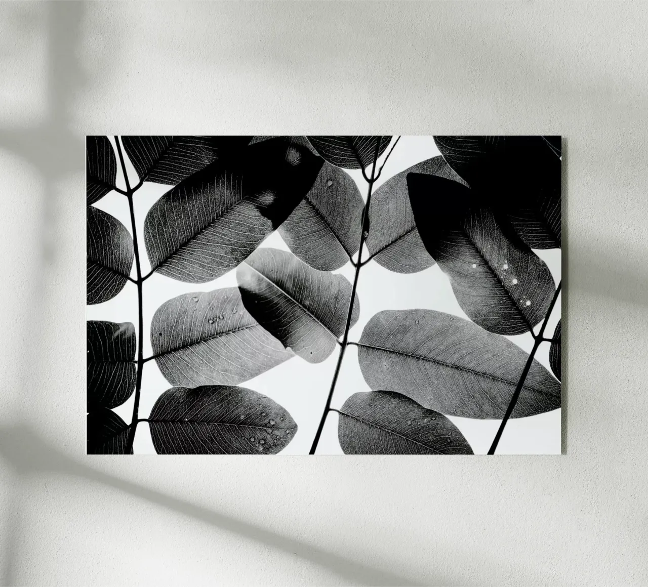 Experiments with Leaves 1 acrylic glass by Tal Paz-Fridman