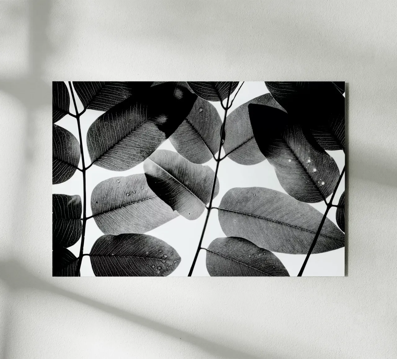 Experiments with Leaves 1 alluminio dibond da Tal Paz-Fridman