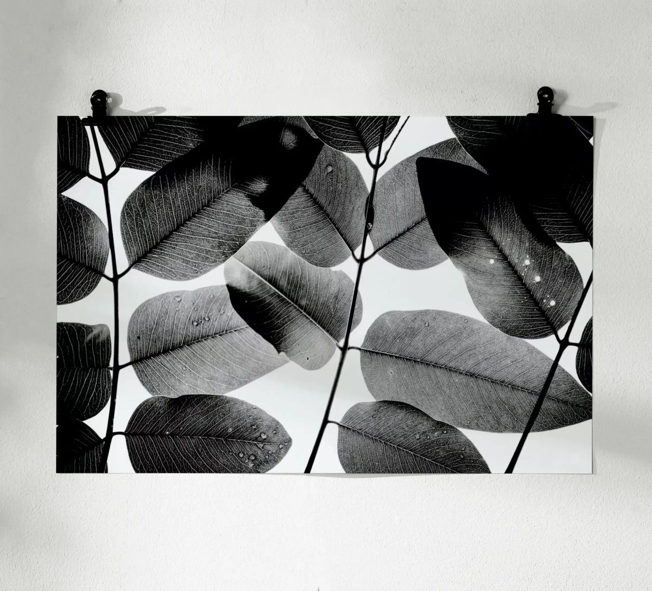Experiments with Leaves 1 carta hahnemühle da Tal Paz-Fridman
