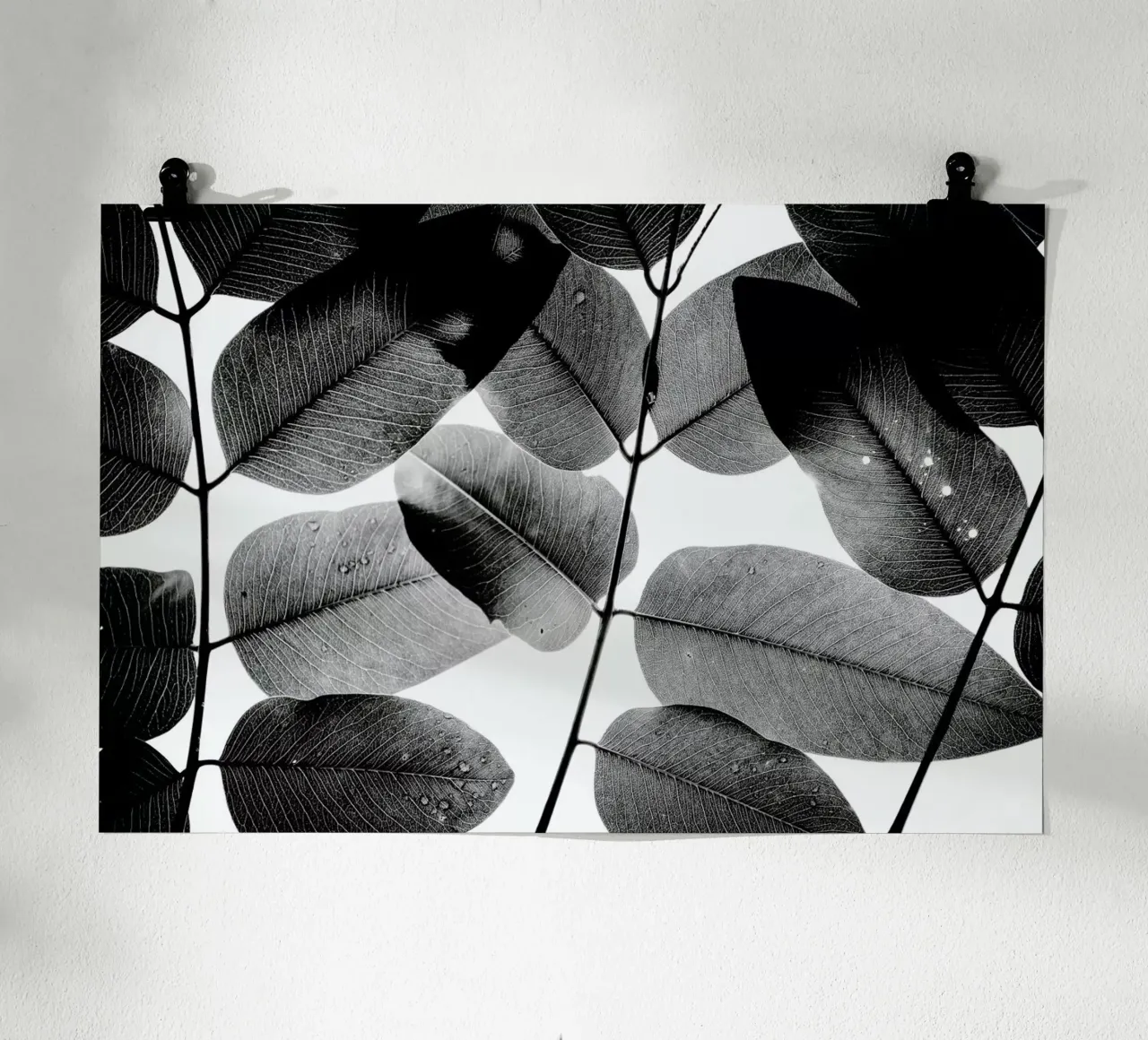 Experiments with Leaves 1 poster da Tal Paz-Fridman