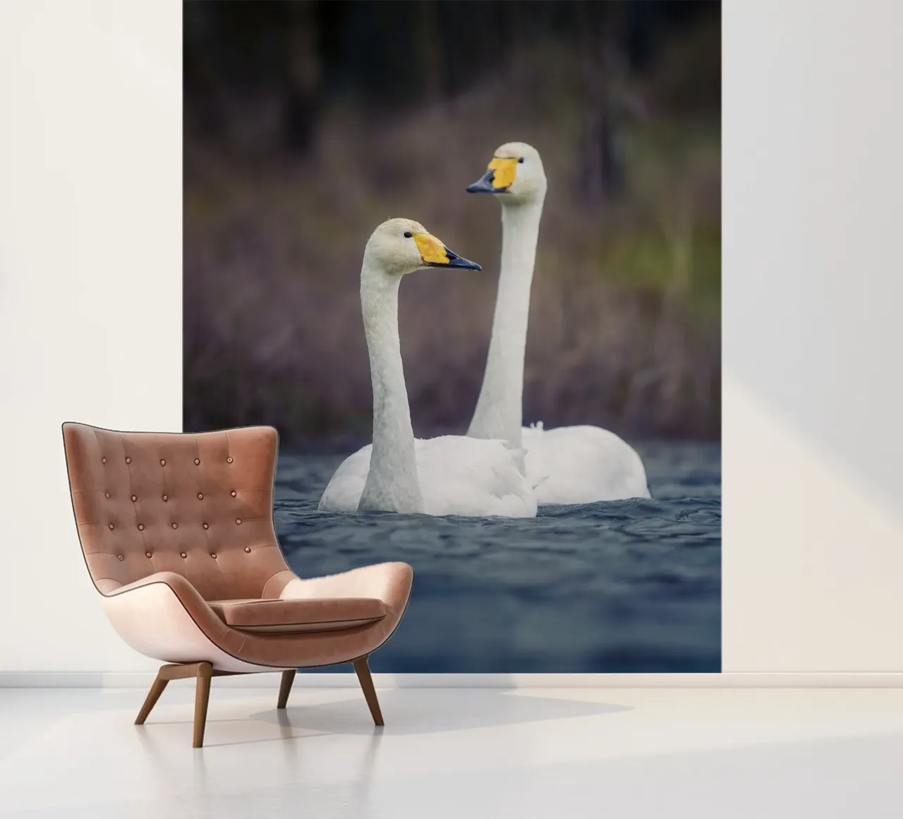 Whooper swans photo wallpaper by Tom's Wildlife