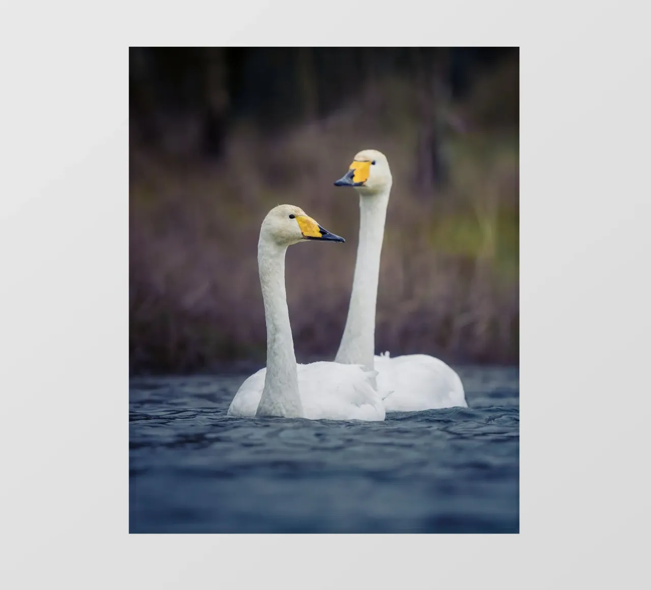 Whooper swans photo wallpaper by Tom's Wildlife