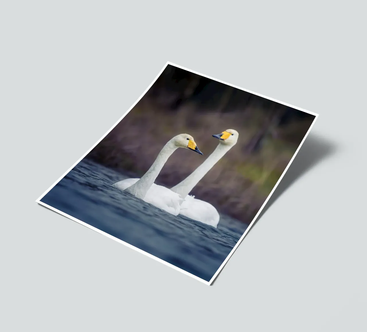 Whooper swans sticker sheet by Tom's Wildlife