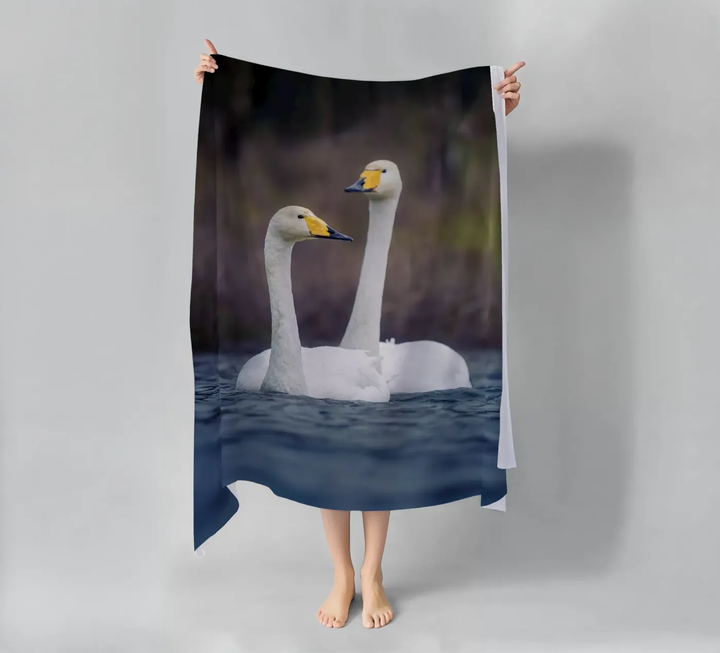 Cigni di mare telo mare da Tom's Wildlife
