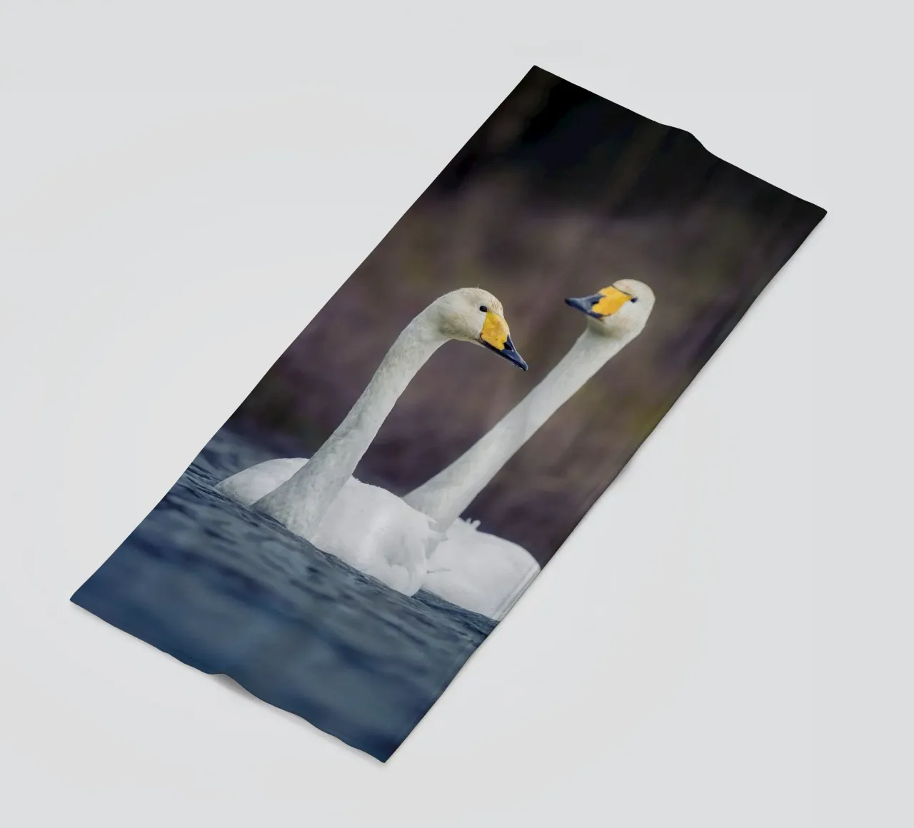 Cigni di mare telo mare da Tom's Wildlife