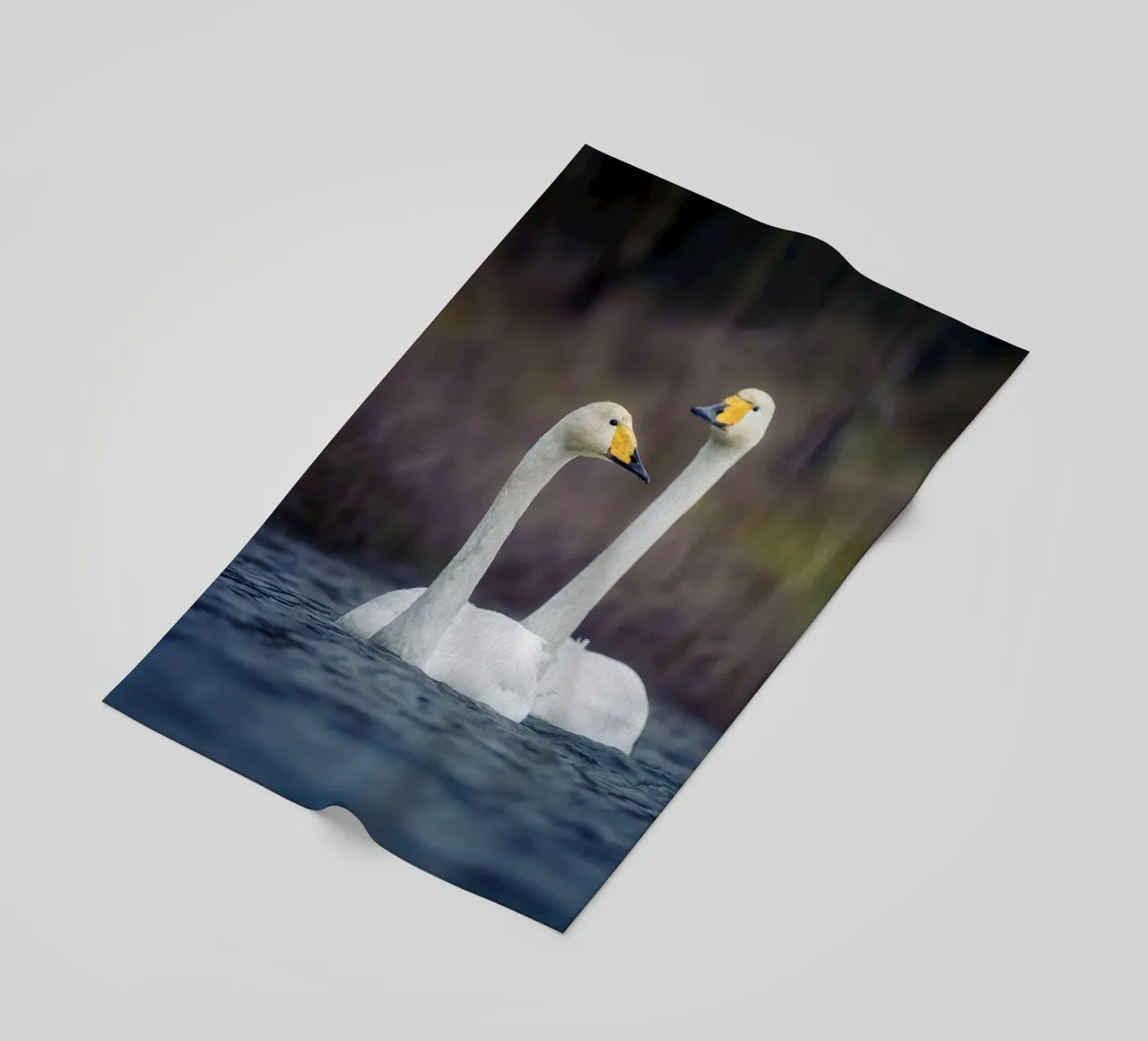 Cigni di mare telo mare da Tom's Wildlife