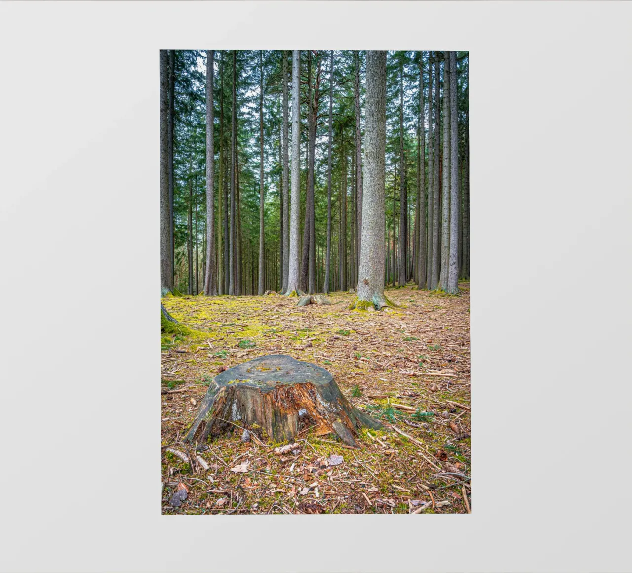 Ceppo di albero in una fitta foresta di conifere pellicola backlit da Marcus Beckert | Fotografie