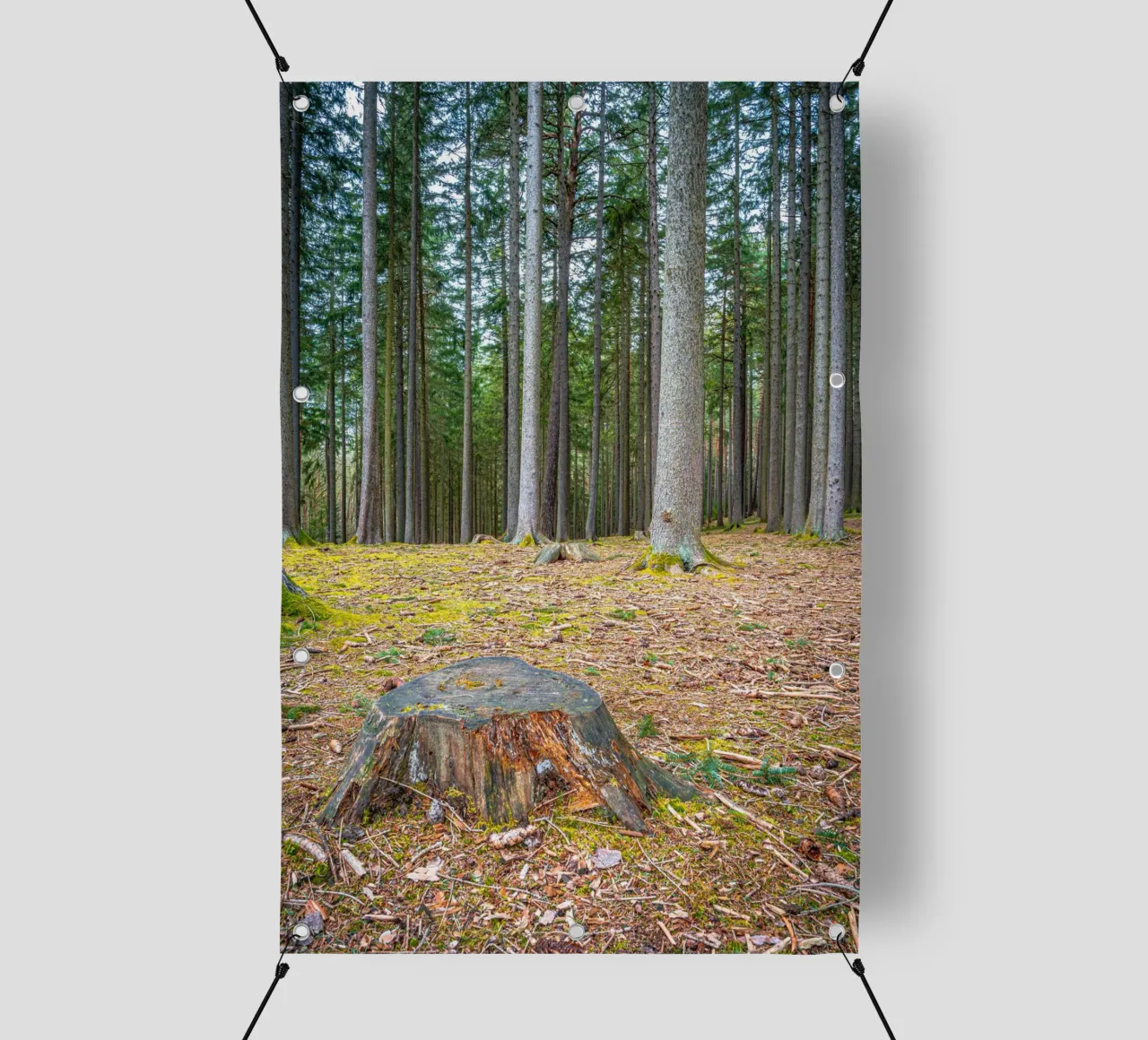 Ceppo di albero in una fitta foresta di conifere telo in pvc da Marcus Beckert | Fotografie