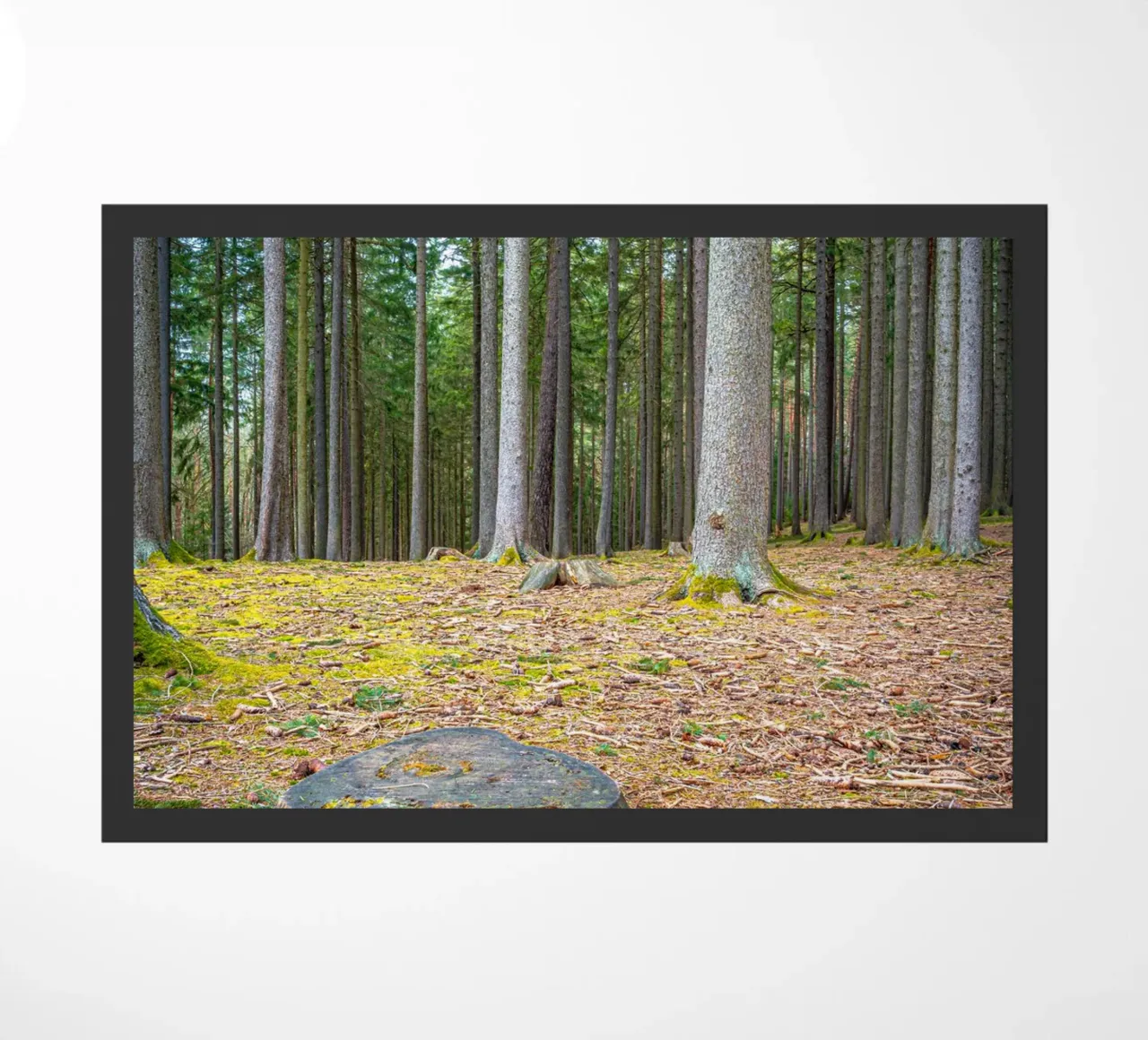 Ceppo di albero in una fitta foresta di conifere zerbino da Marcus Beckert | Fotografie