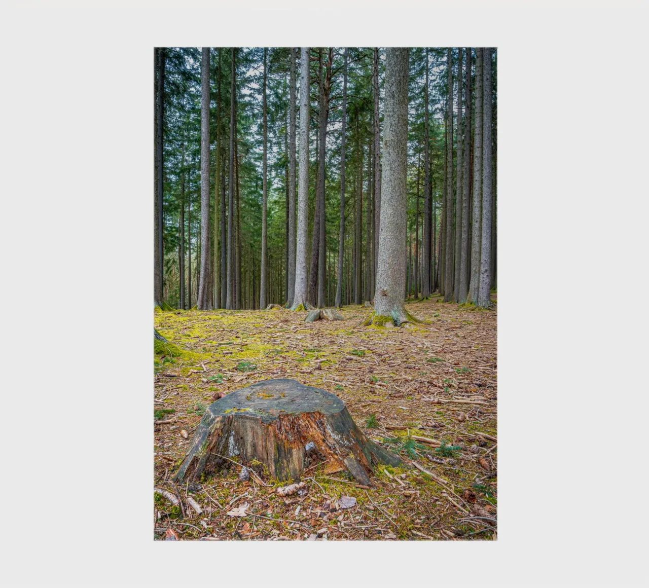Tree stump in a dense coniferous forest notebook by Marcus Beckert | Fotografie