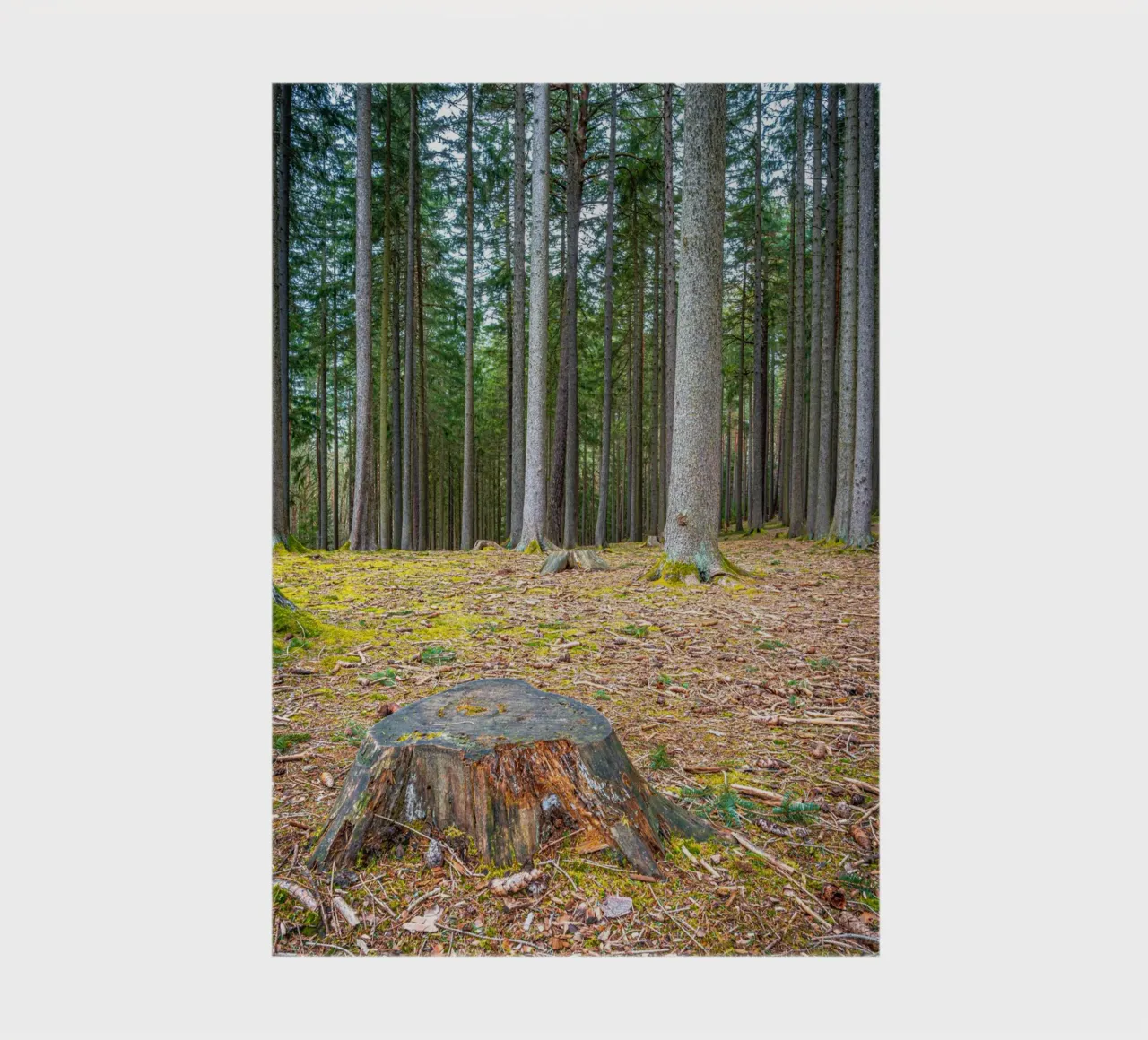 Tree stump in a dense coniferous forest notebook by Marcus Beckert | Fotografie