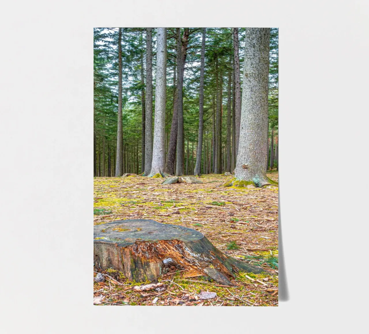 Ceppo di albero in una fitta foresta di conifere foglio adesivo da Marcus Beckert | Fotografie