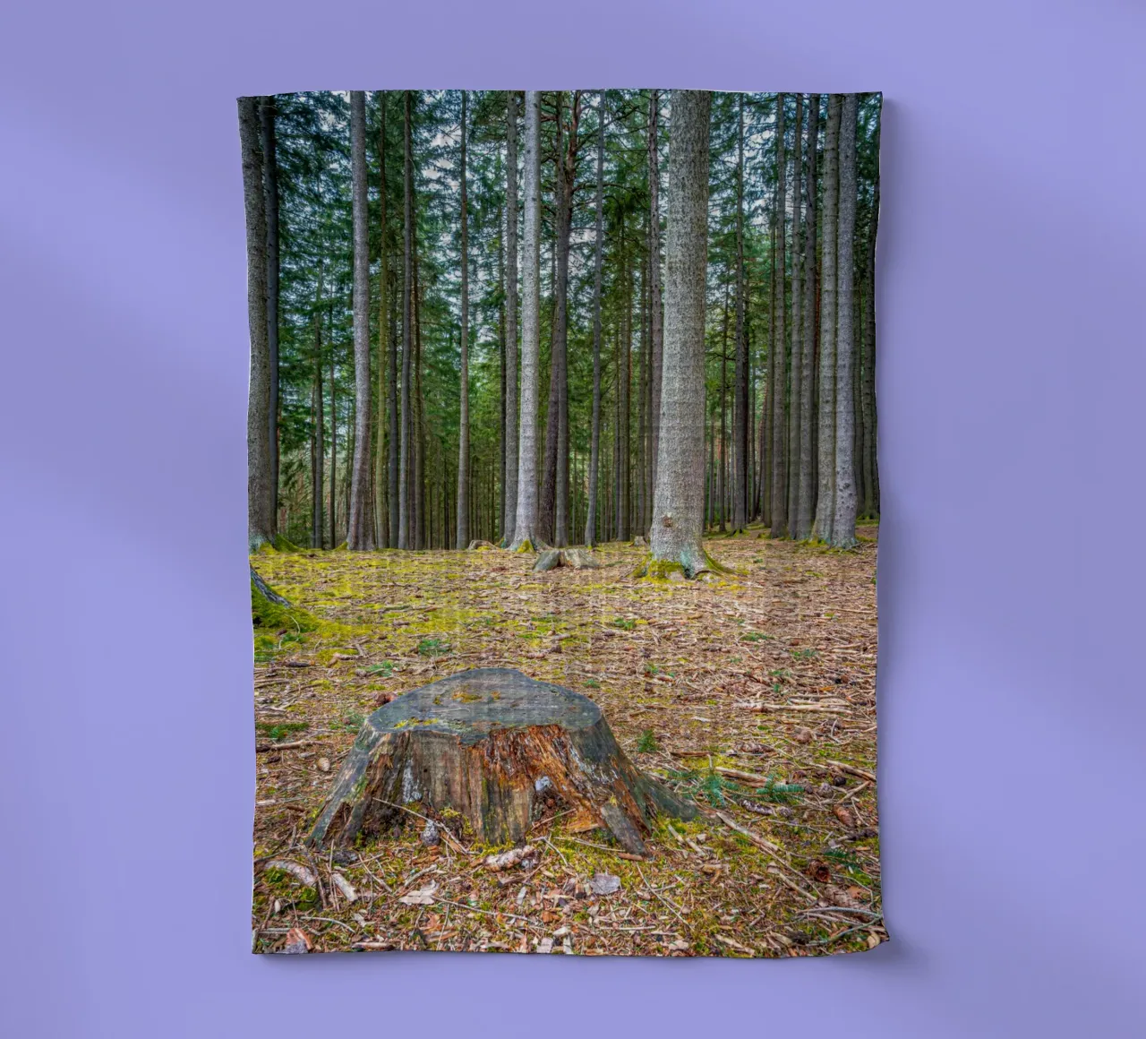 Ceppo di albero in una fitta foresta di conifere canovaccio da cucina da Marcus Beckert | Fotografie