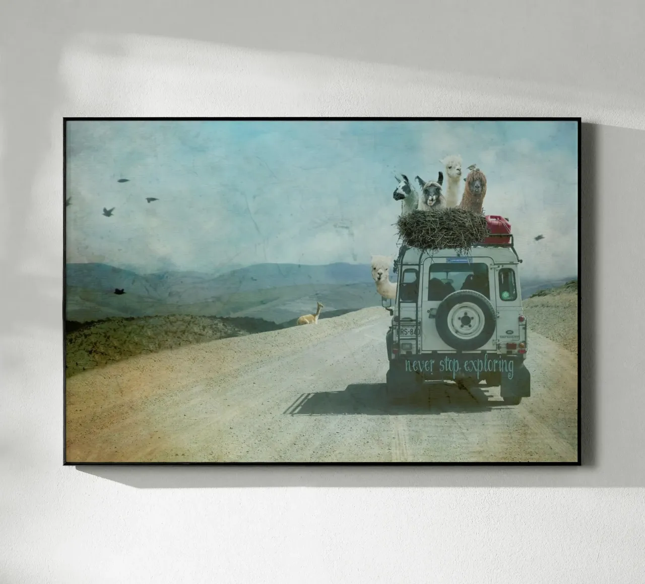 Never Stop Exploring II  - Funny Alpacas on Tour plexiglass da Monika Strigel