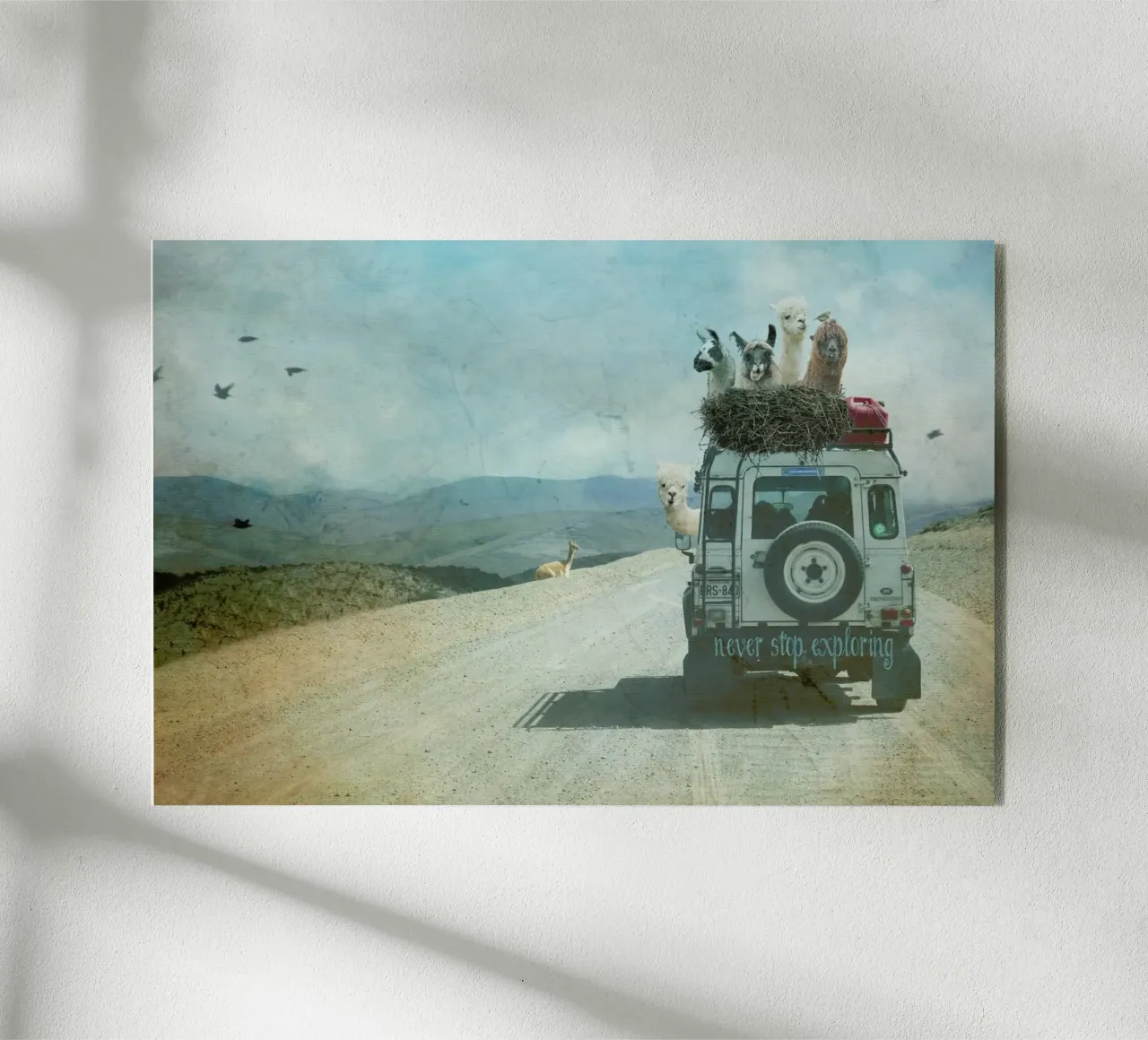 Never Stop Exploring II  - Funny Alpacas on Tour plexiglass da Monika Strigel