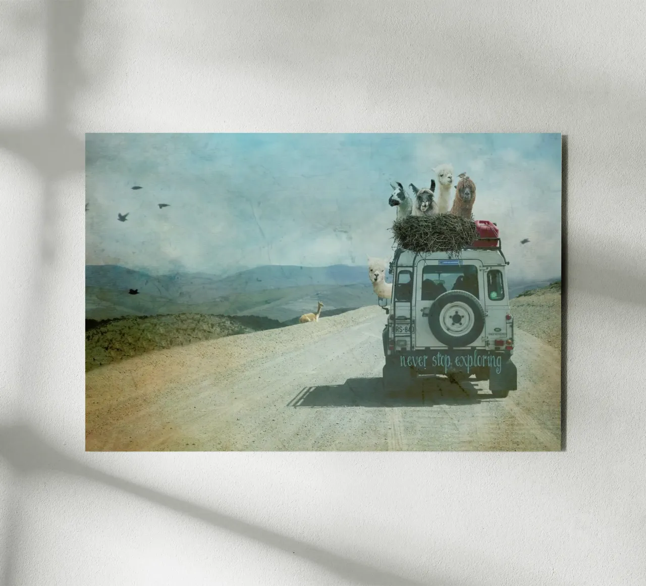 Never Stop Exploring II  - Funny Alpacas on Tour alluminio dibond da Monika Strigel