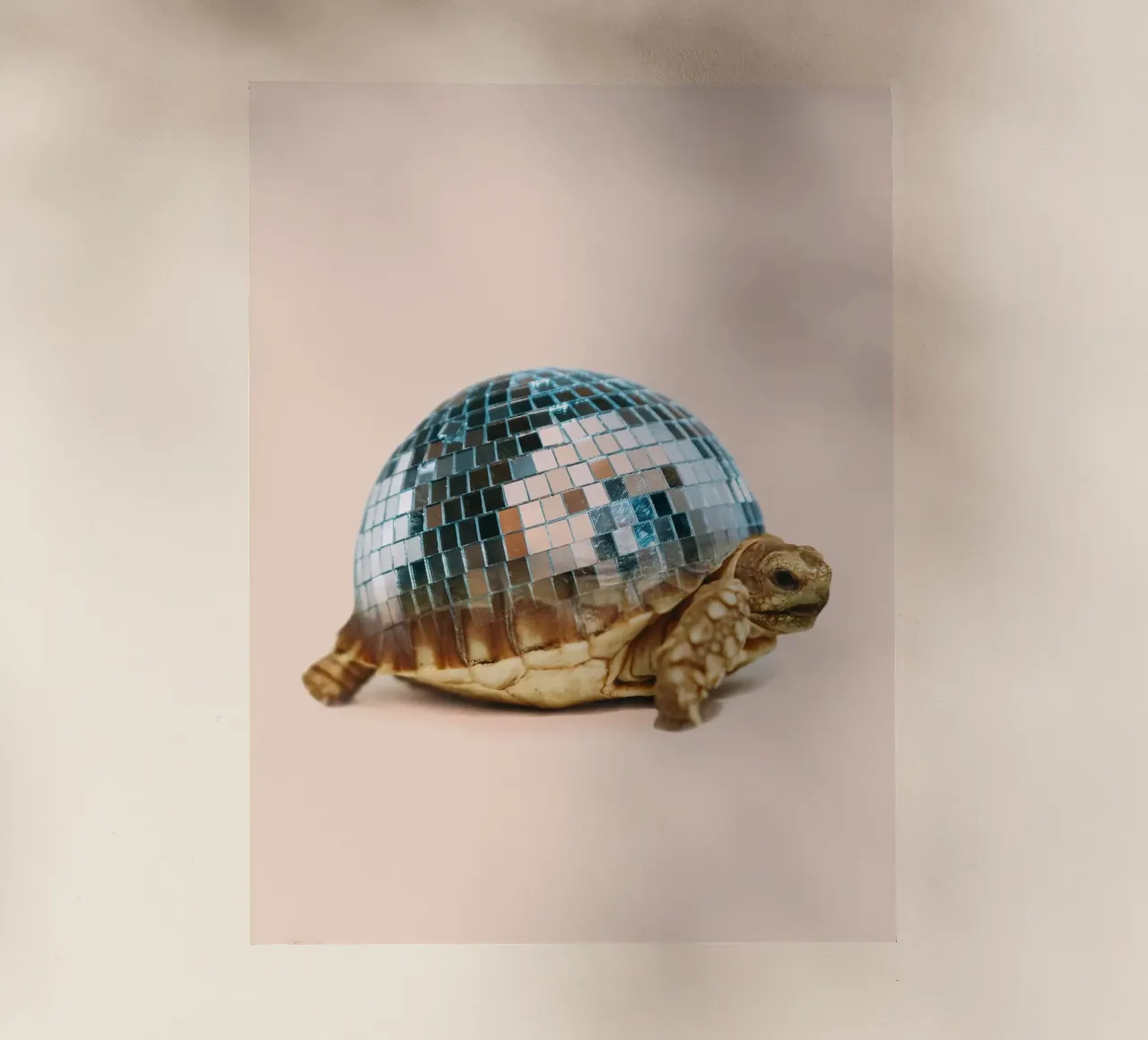 DISCO TURTLE pellicola backlit da Dagmar Pels