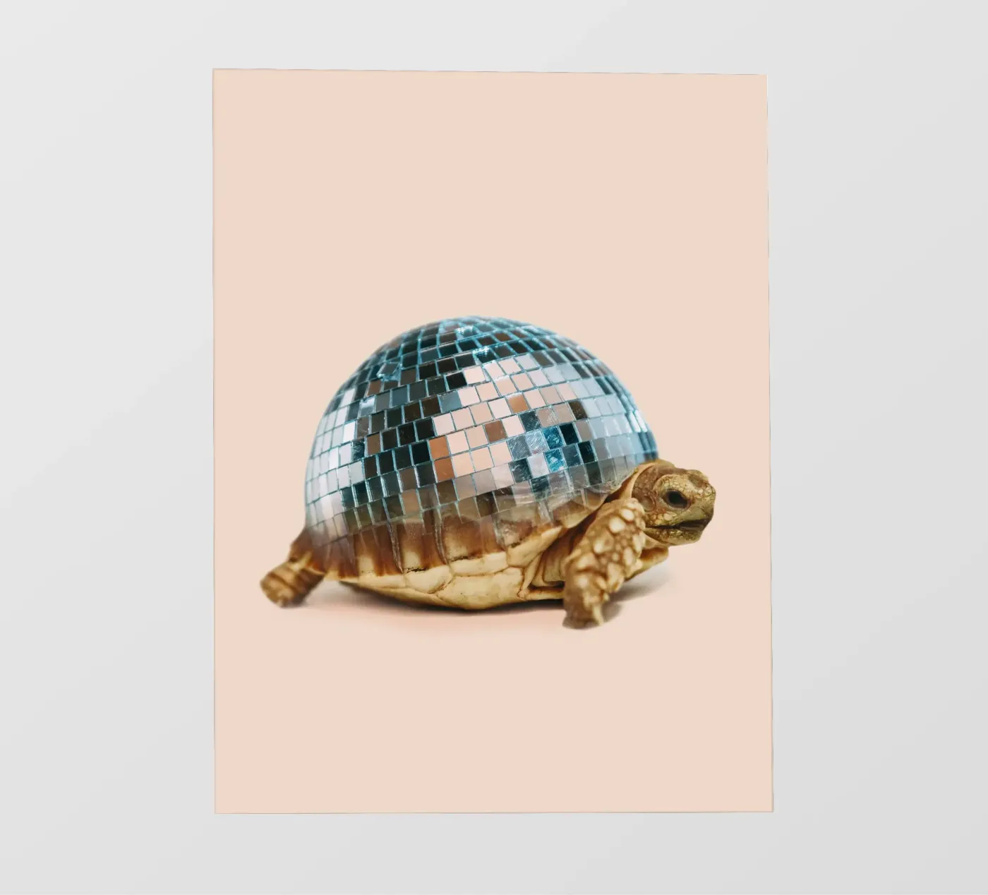 TURTLE SCHIJF fotobehang van Dagmar Pels