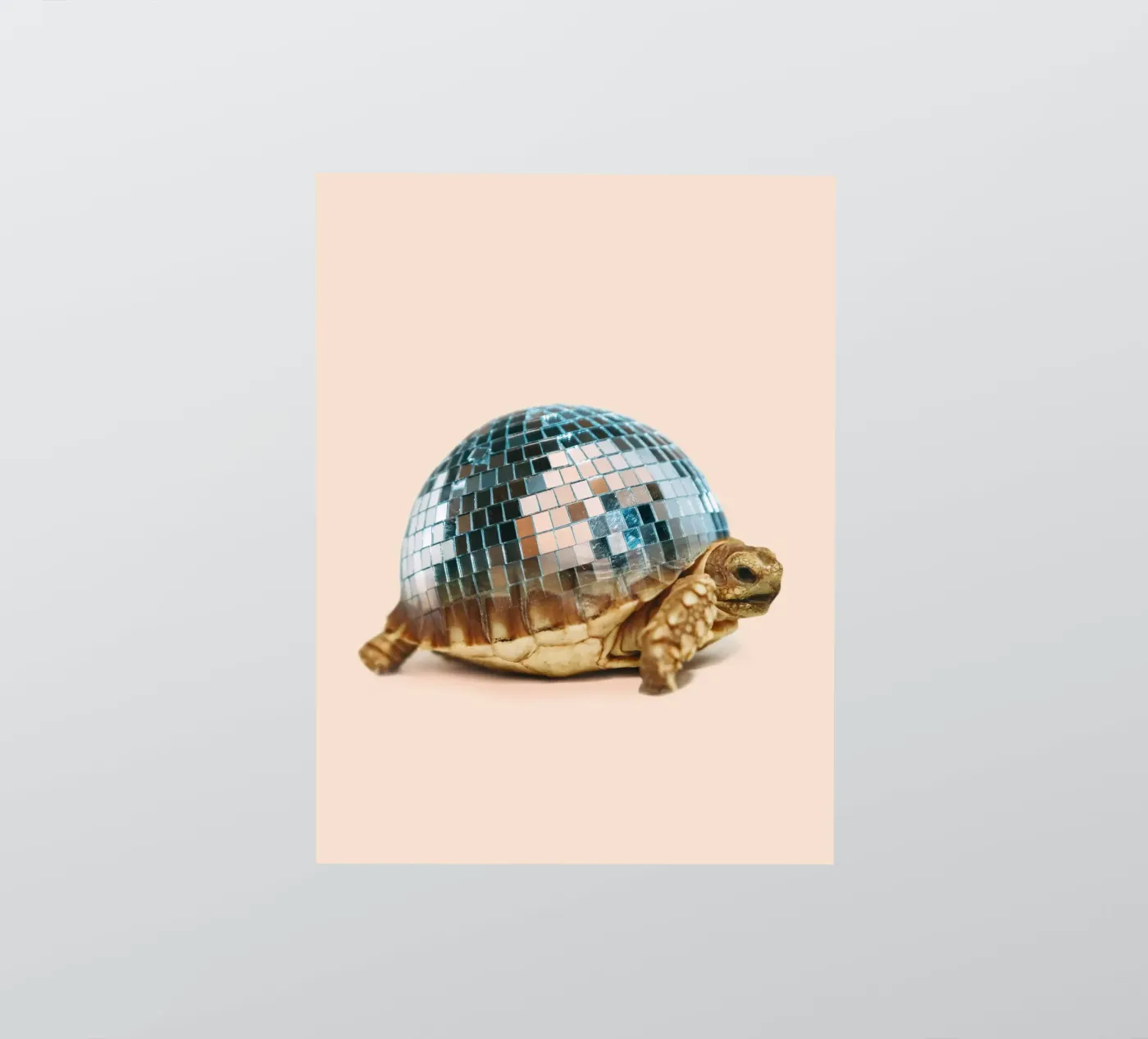 TURTLE DISC sticker by Dagmar Pels