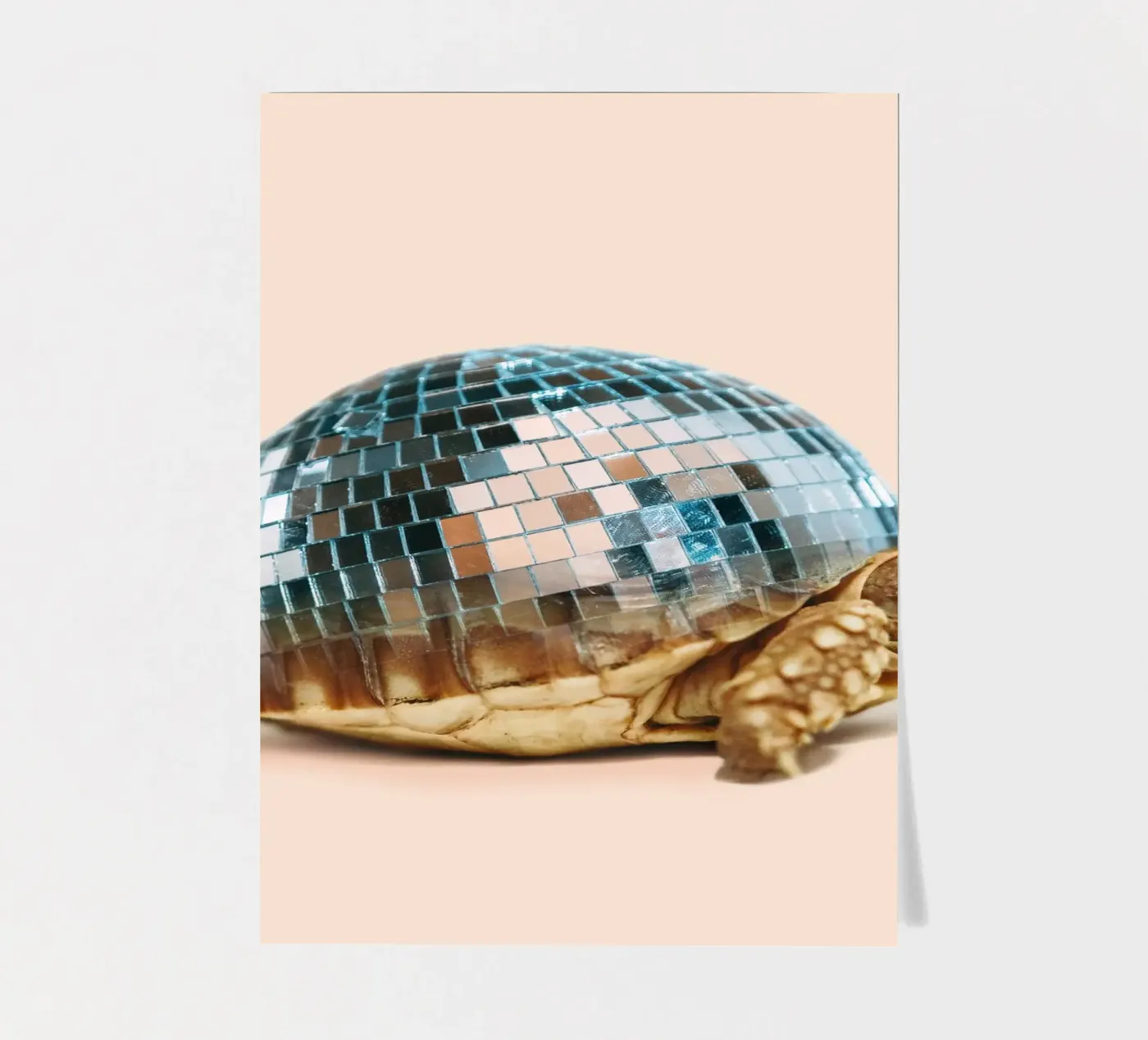 TURTLE DISC sticker sheet by Dagmar Pels