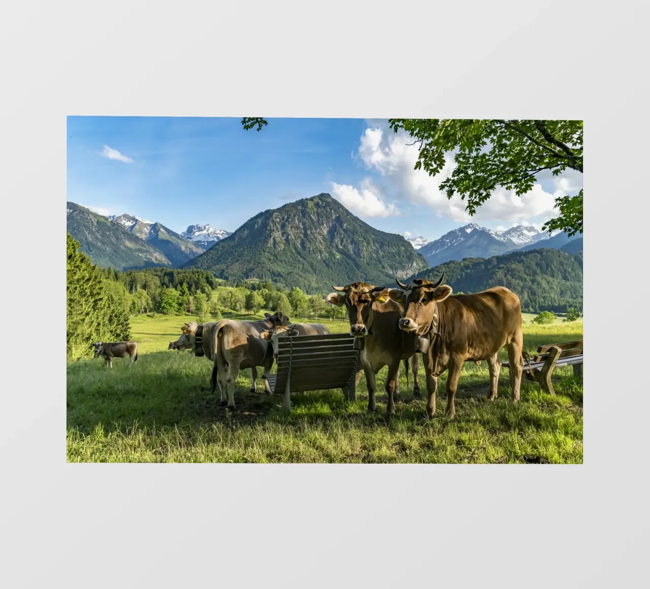 Kühe im Allgäu telo in pvc da Reisefotografie - Bilder aus aller Welt
