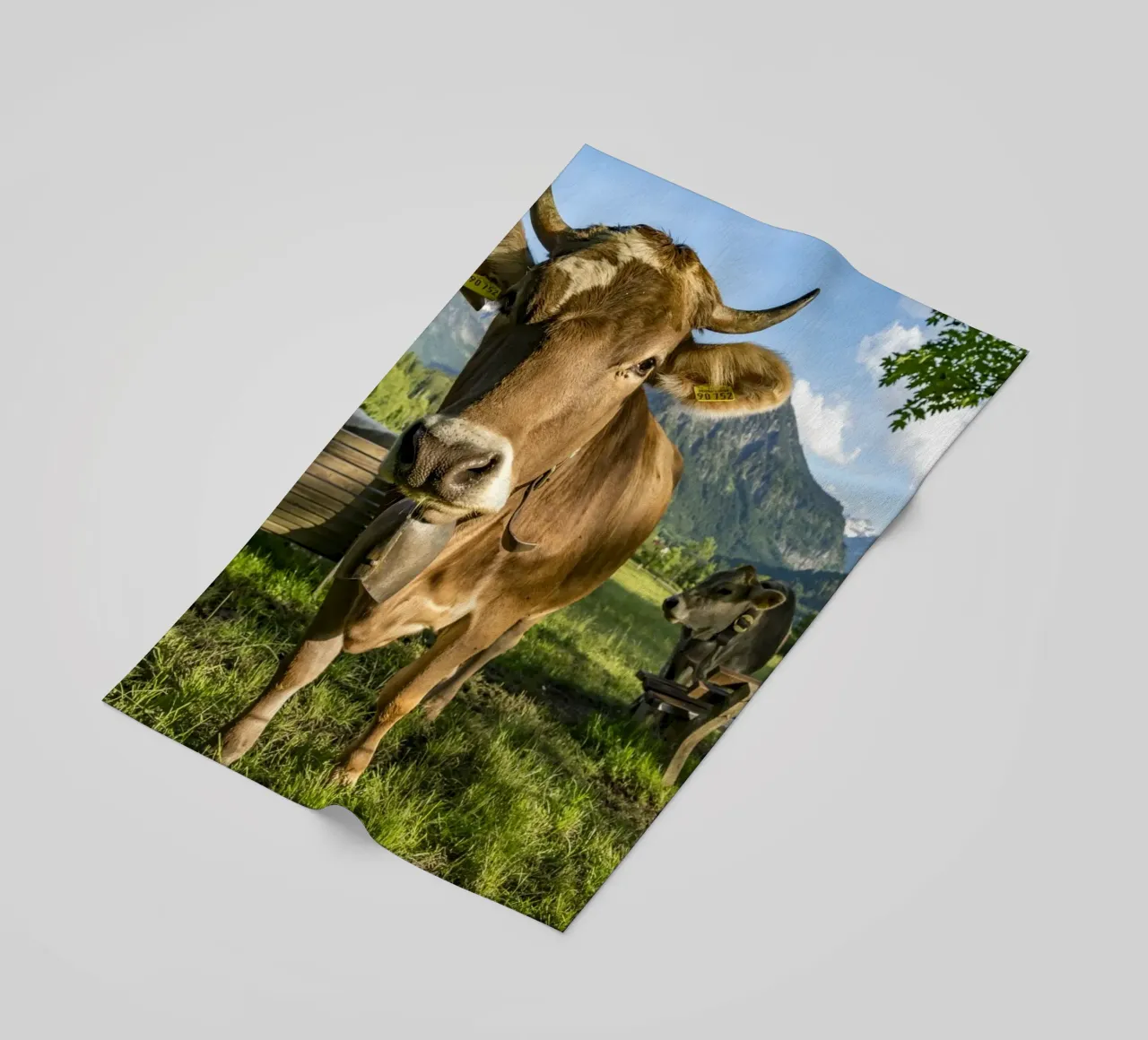 Kühe im Allgäu telo mare da Reisefotografie - Bilder aus aller Welt