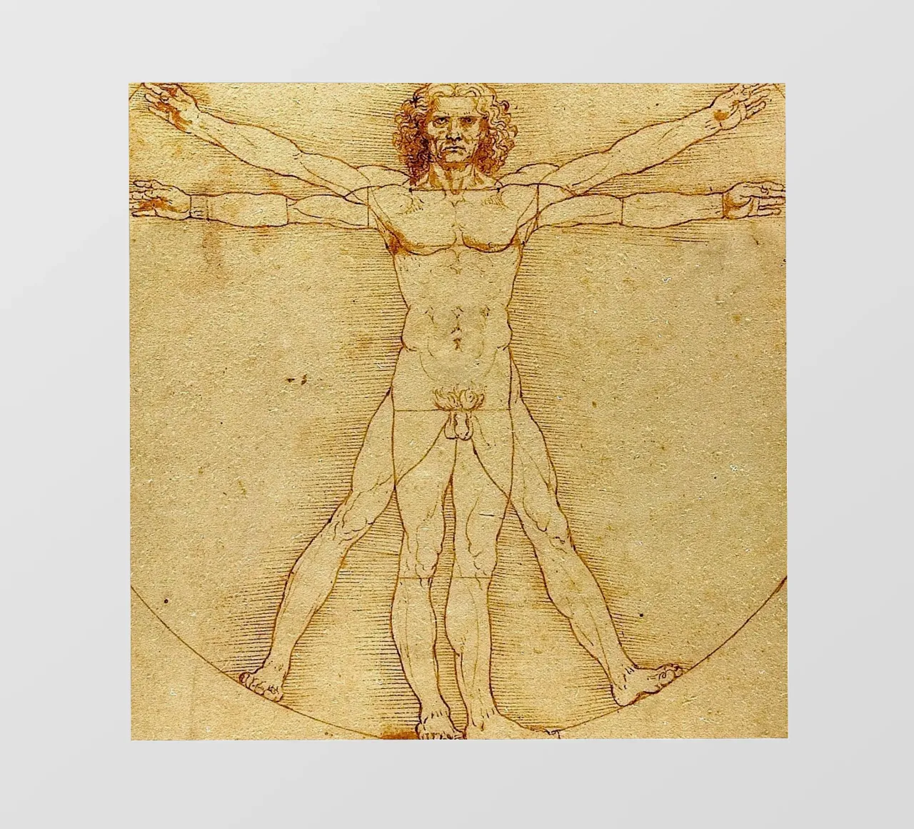 Leonardo da Vinci - The Vitruvian Man photo wallpaper by Timeless Artworks