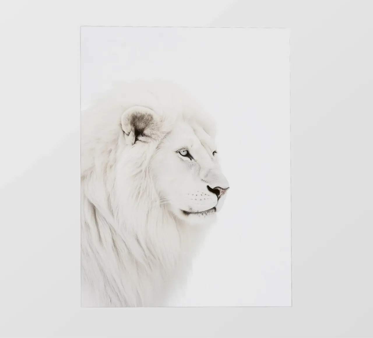 white lion of the wilderness photo wallpaper by Carinaprint