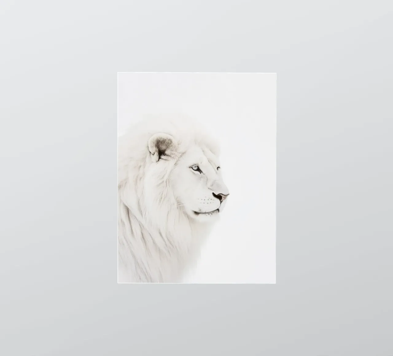 white lion of the wilderness sticker by Carinaprint