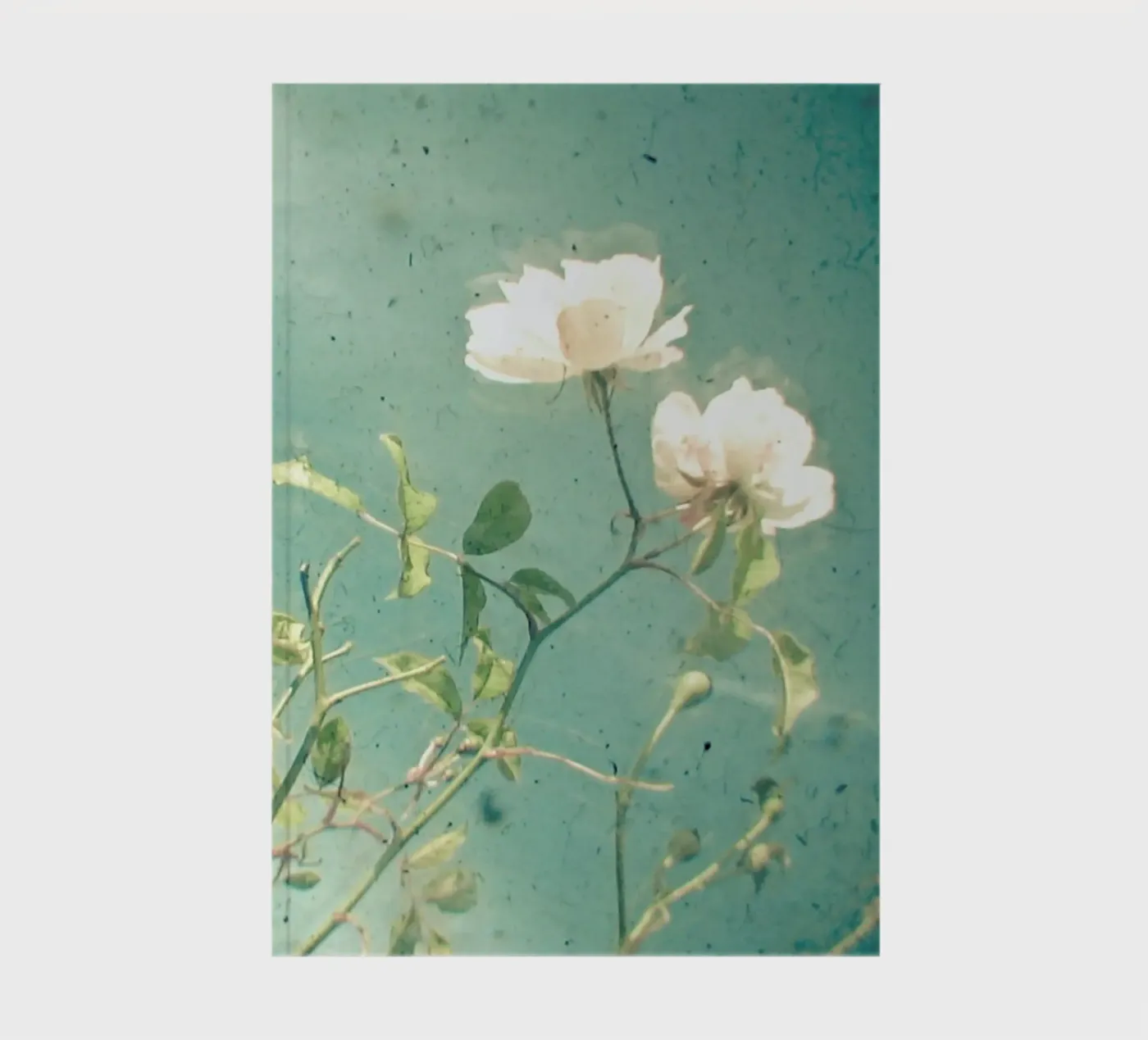 White Rose notebook by Cassia Beck Photography