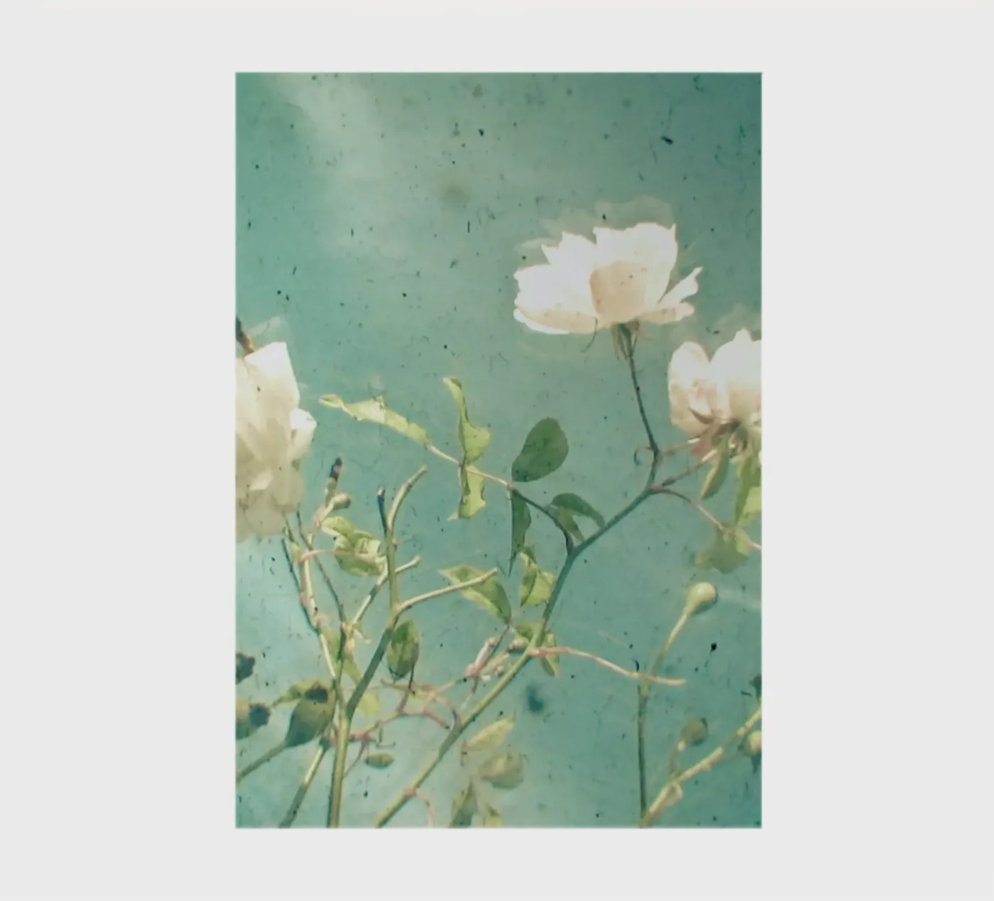 White Rose notebook by Cassia Beck Photography