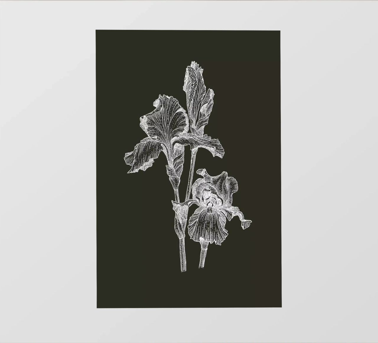 Orchids - White on Grey pellicola backlit da Pen & Ink