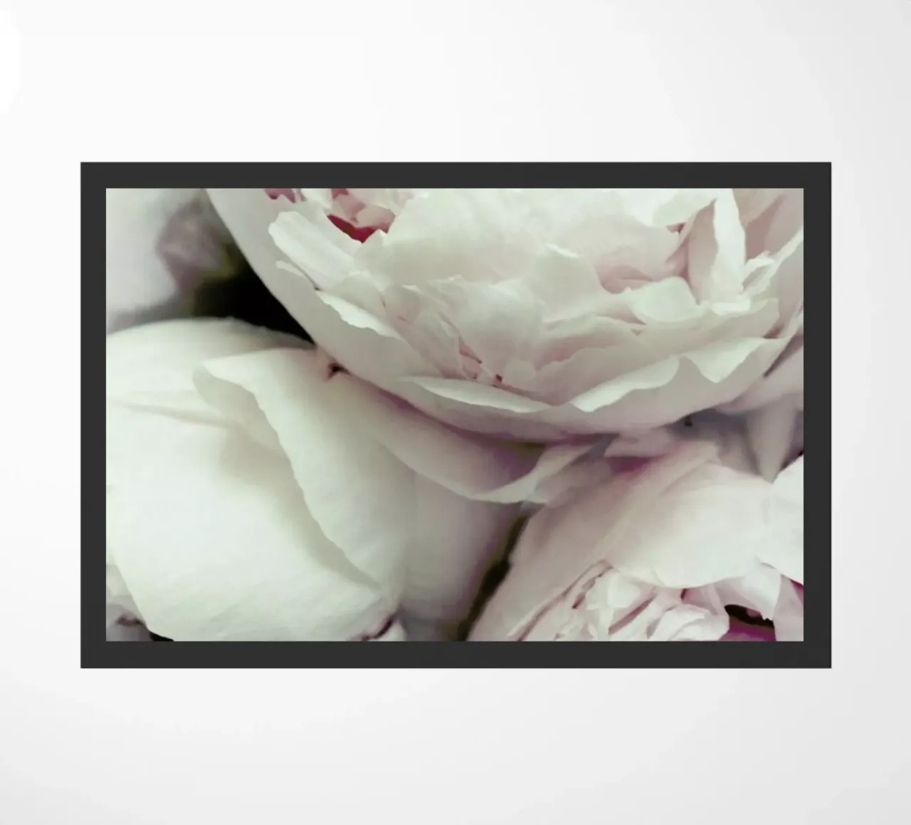 Pfingstrosen zerbino da Amy & Kurt