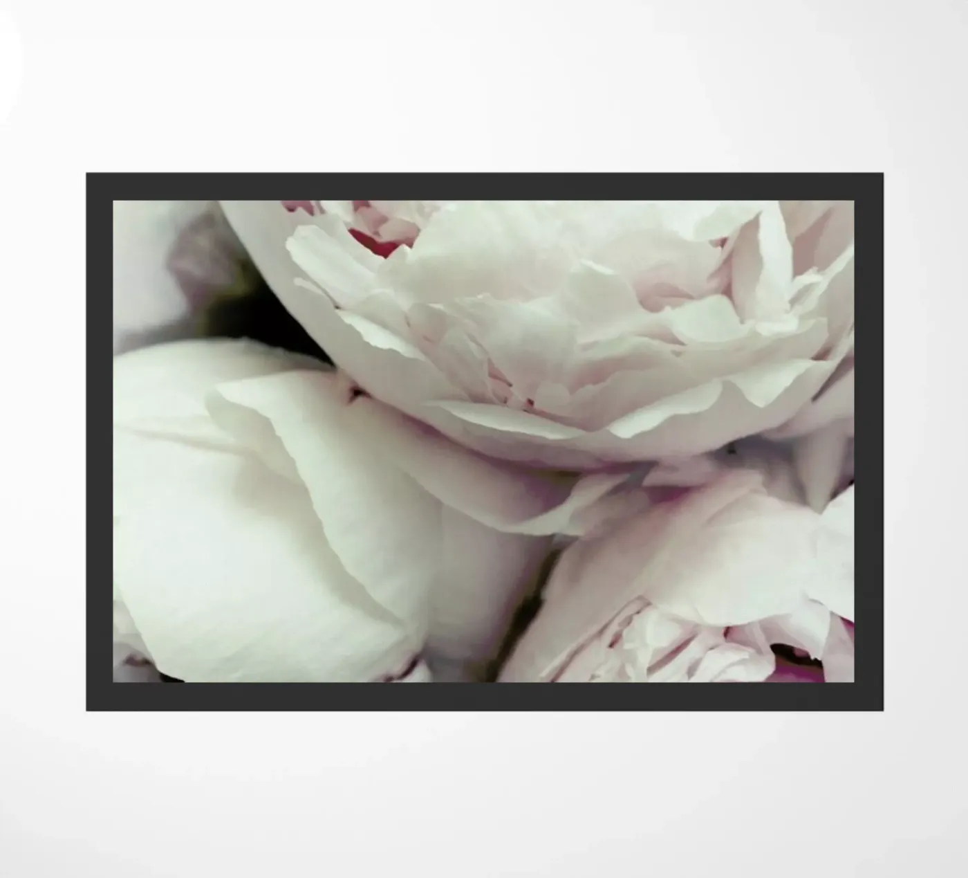 Pfingstrosen zerbino da Amy & Kurt