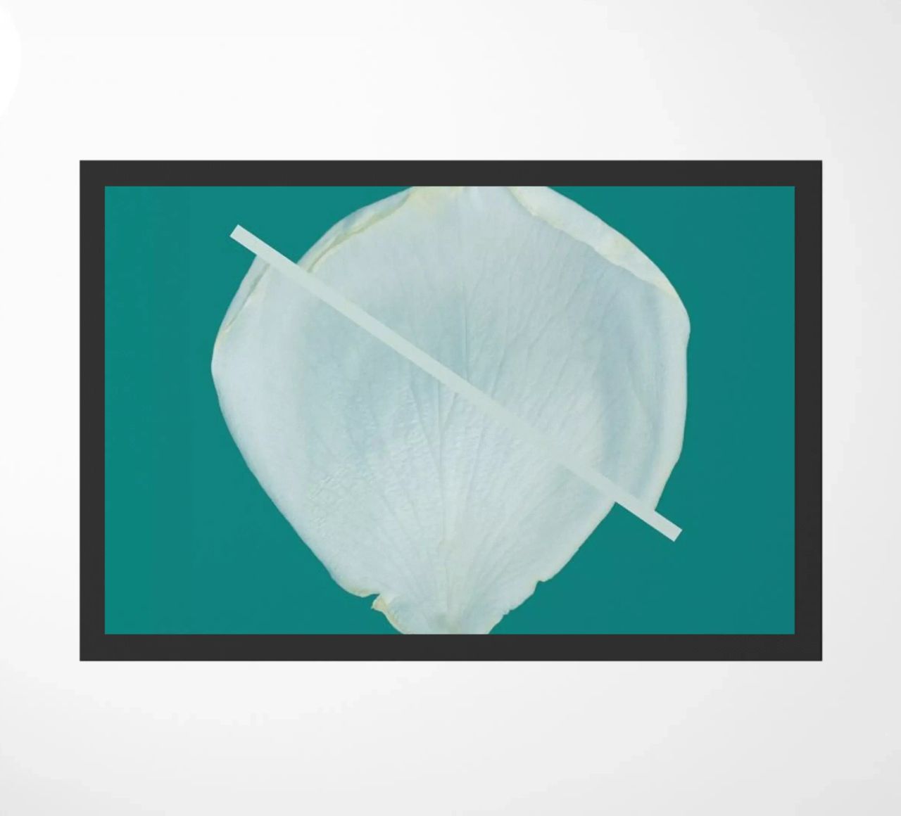 Petal Project No. 03 zerbino da Bryon S. White