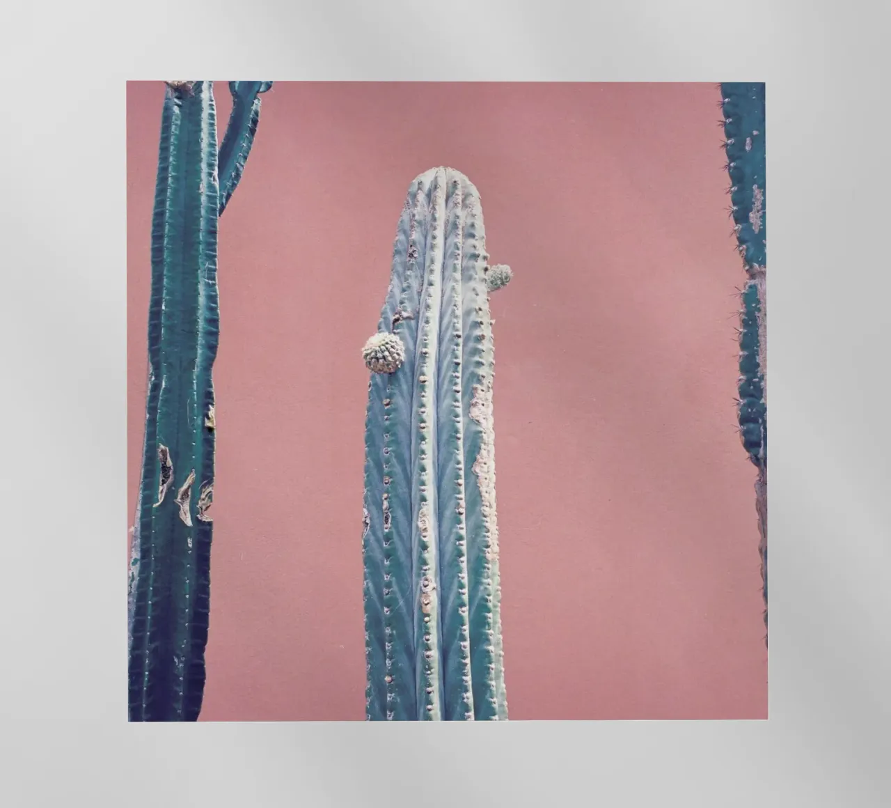 Into the Tropics (Cactus) pellicola backlit da BlauMaschine