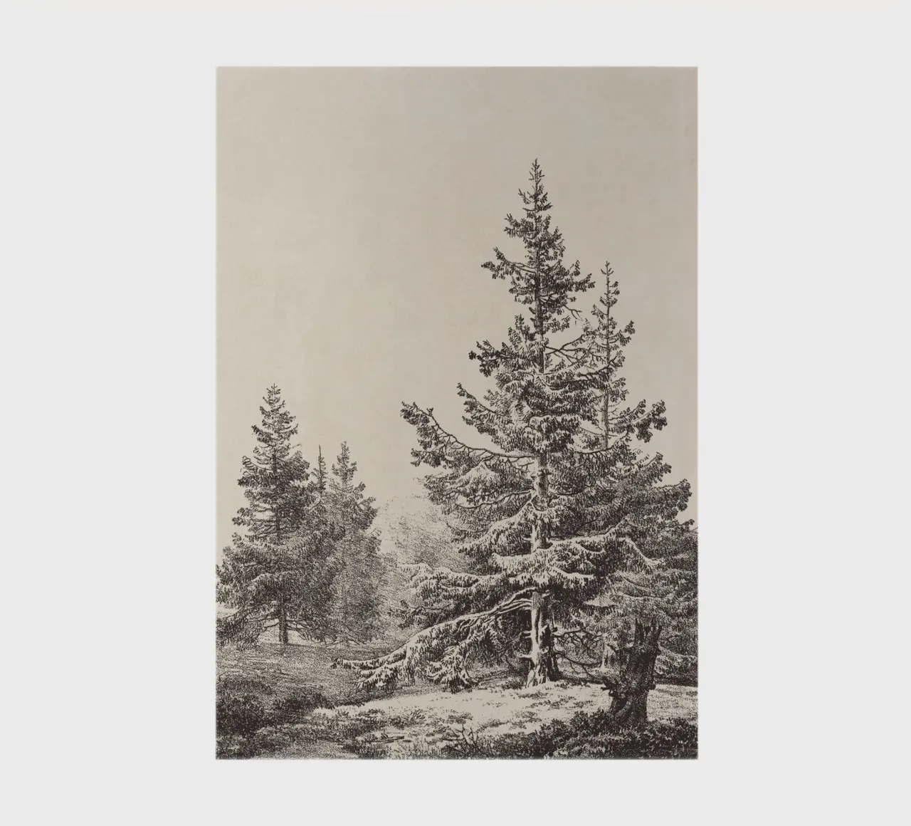 Tree Sketch - Hemlock forest notebook by apoloprints