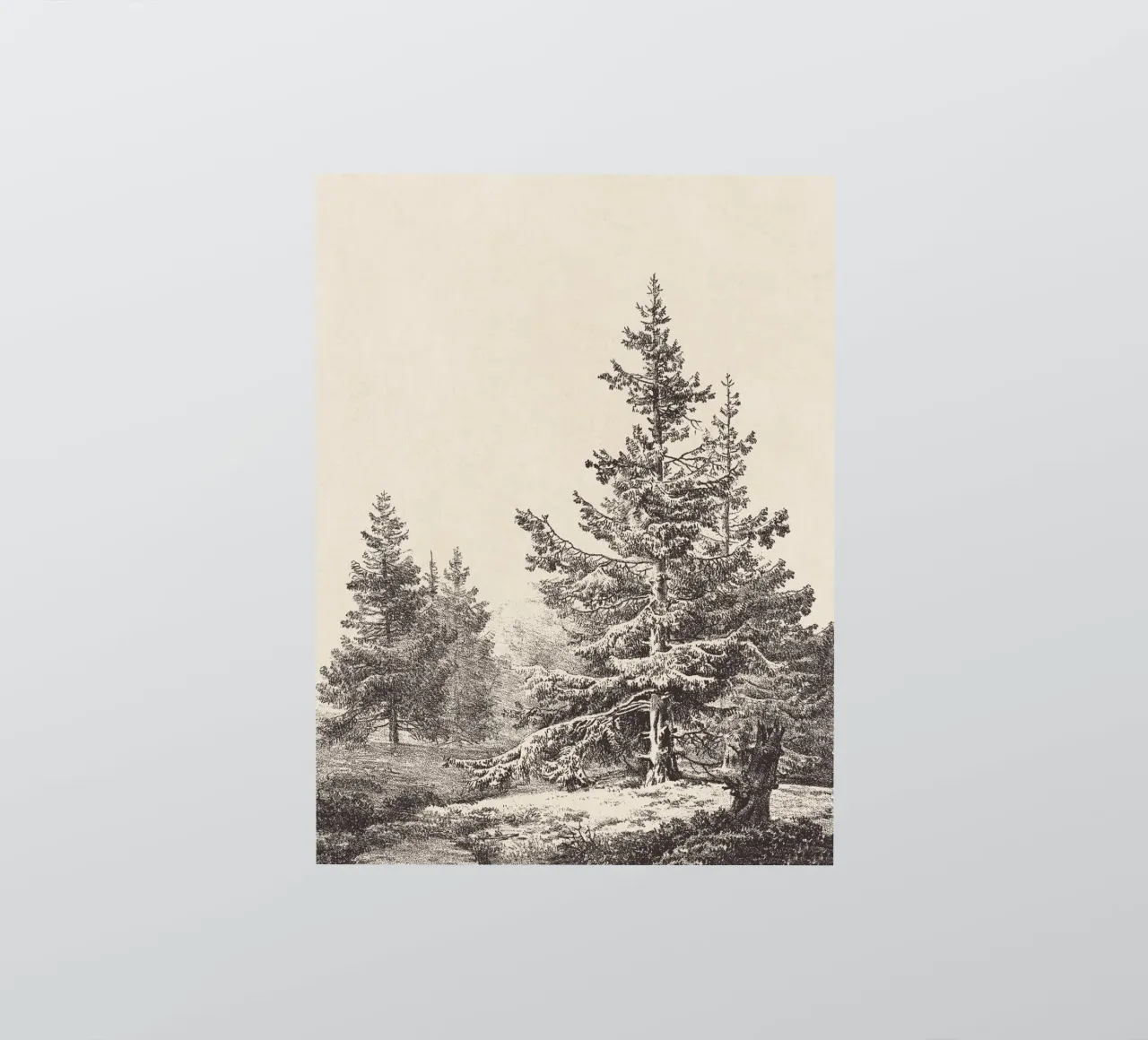 Tree Sketch - Hemlock forest adesivo da apoloprints