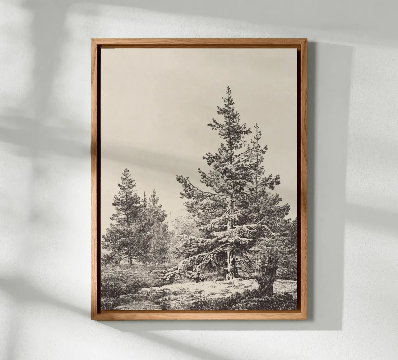 Tree Sketch - Hemlock forest alluminio dibond da apoloprints