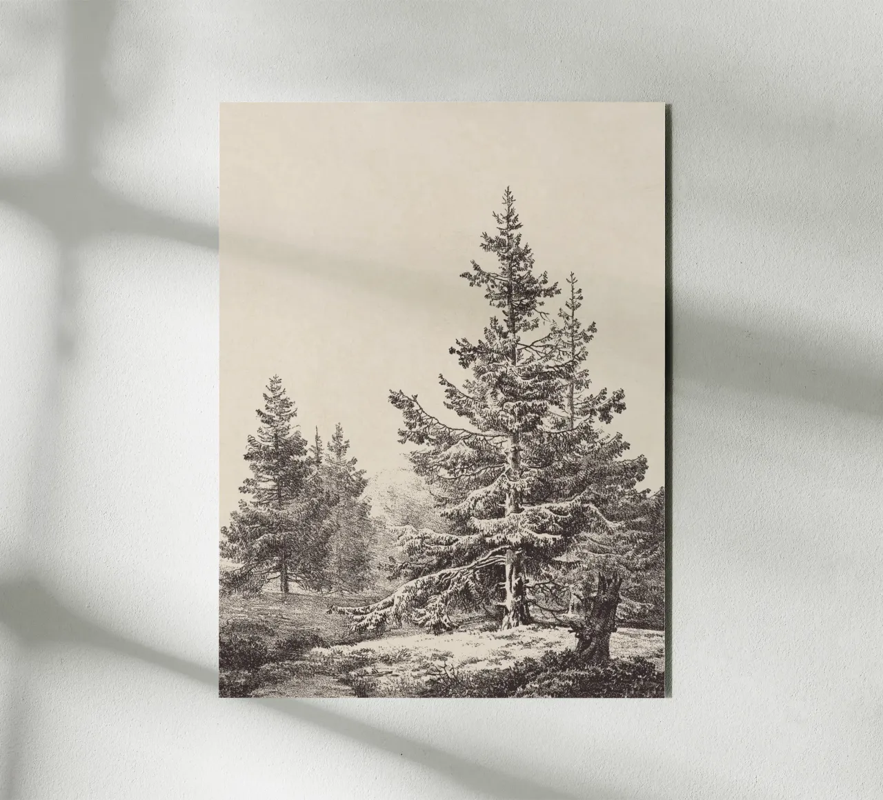 Tree Sketch - Hemlock forest alluminio dibond da apoloprints
